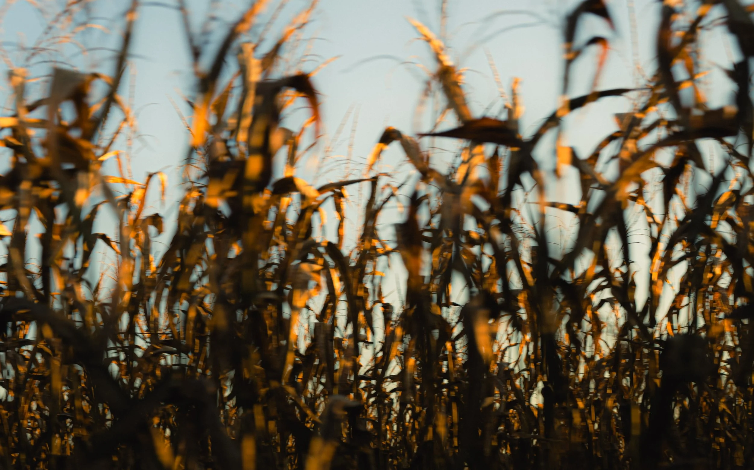 ‘Regenerative Ag Can’t Scale’ is a Fallacy!