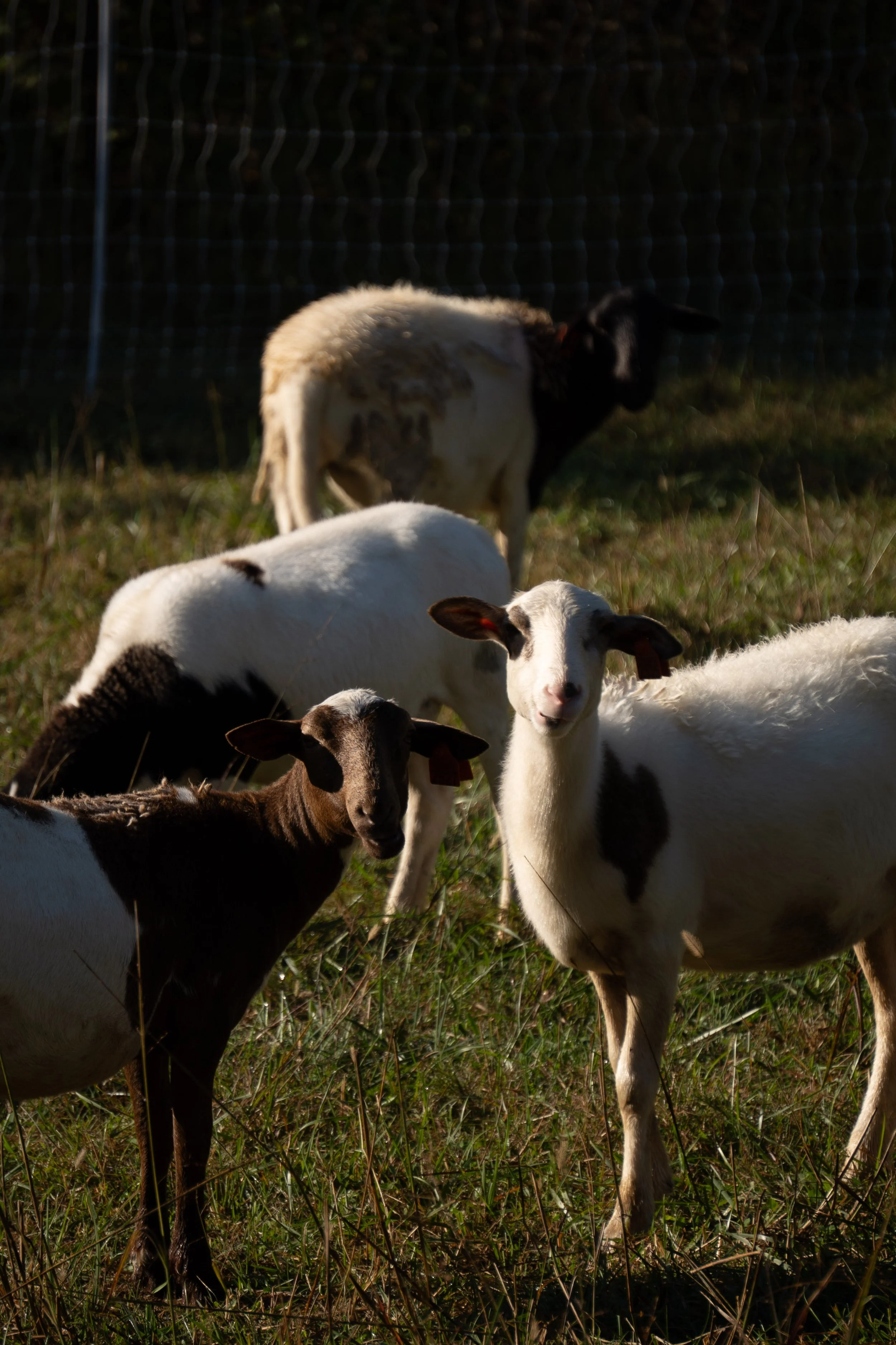 Several sheep grazing on grass in a field.