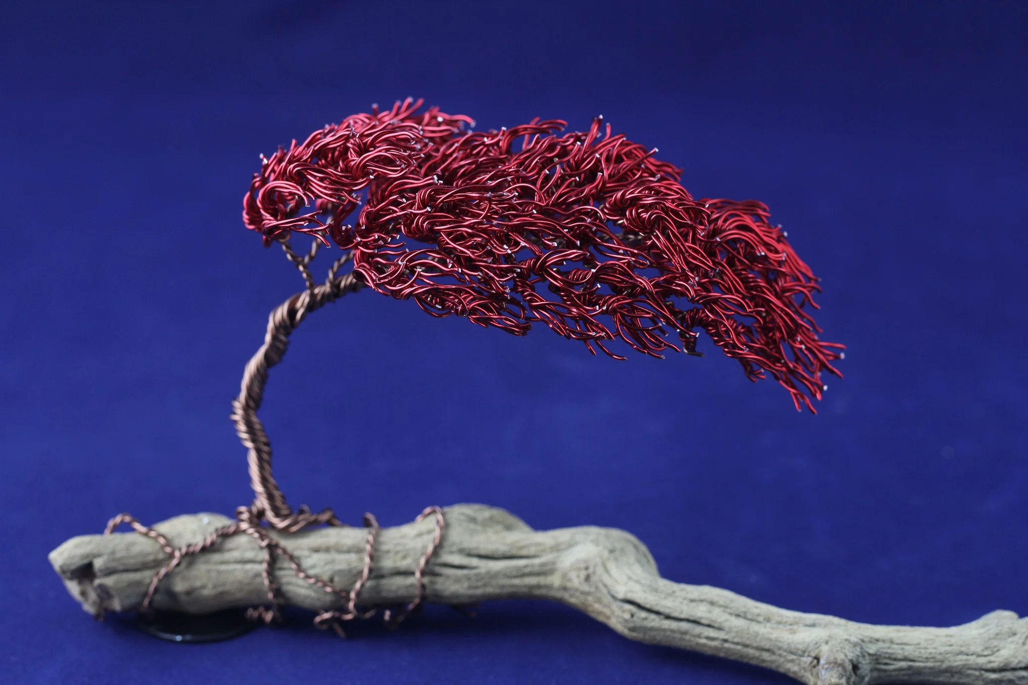 Red Bonsai on Driftwood #81802