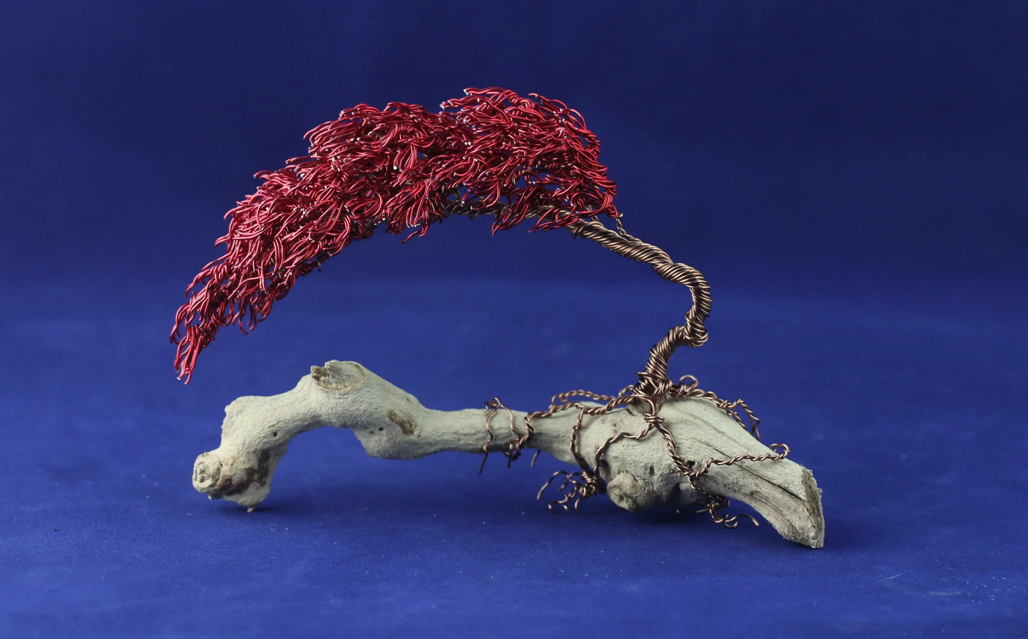 Red Bonsai on Driftwood #8112401