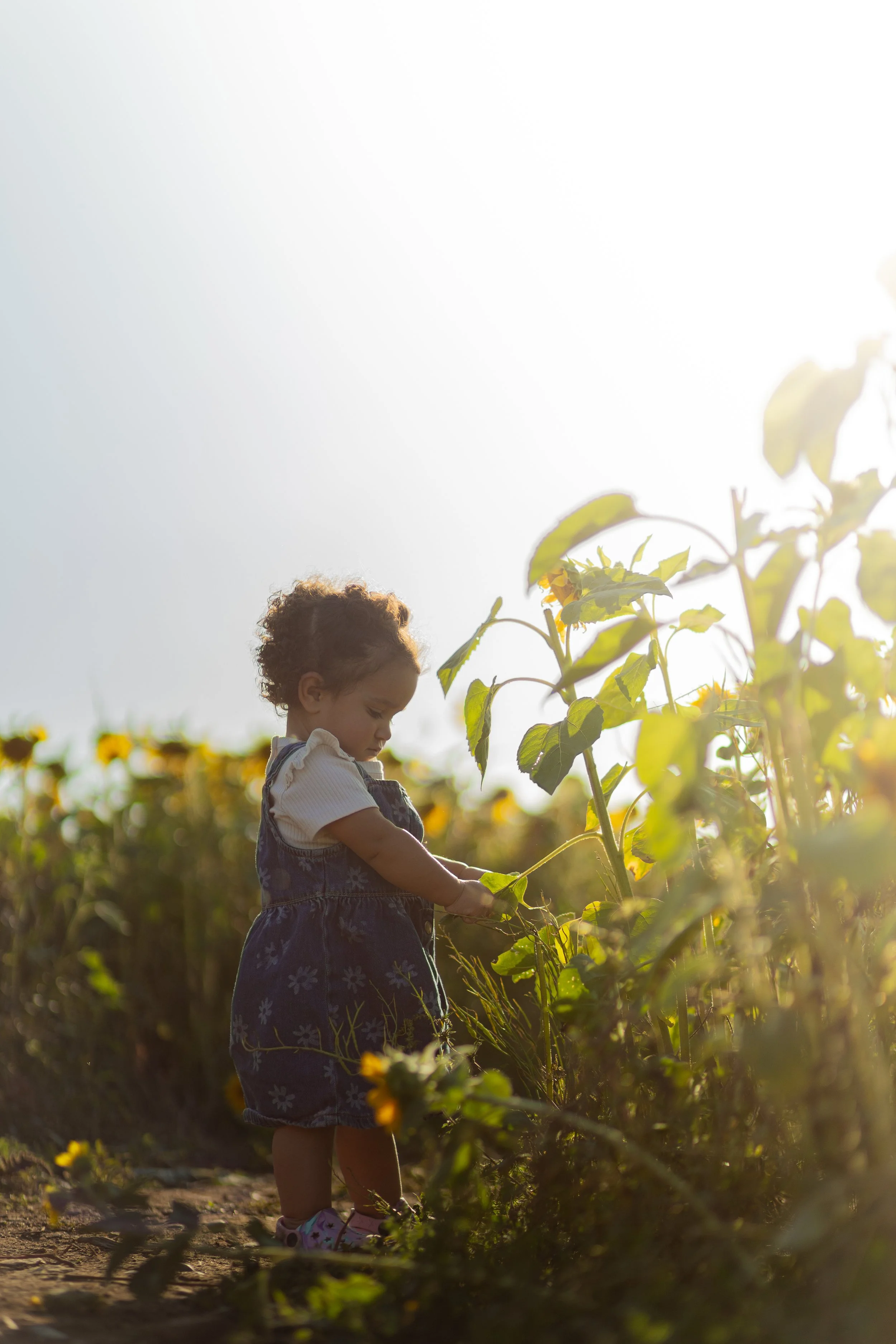 A young girl standing in a sunflower field, looking at and holding a sunflower plant, with bright sunlight shining from above.