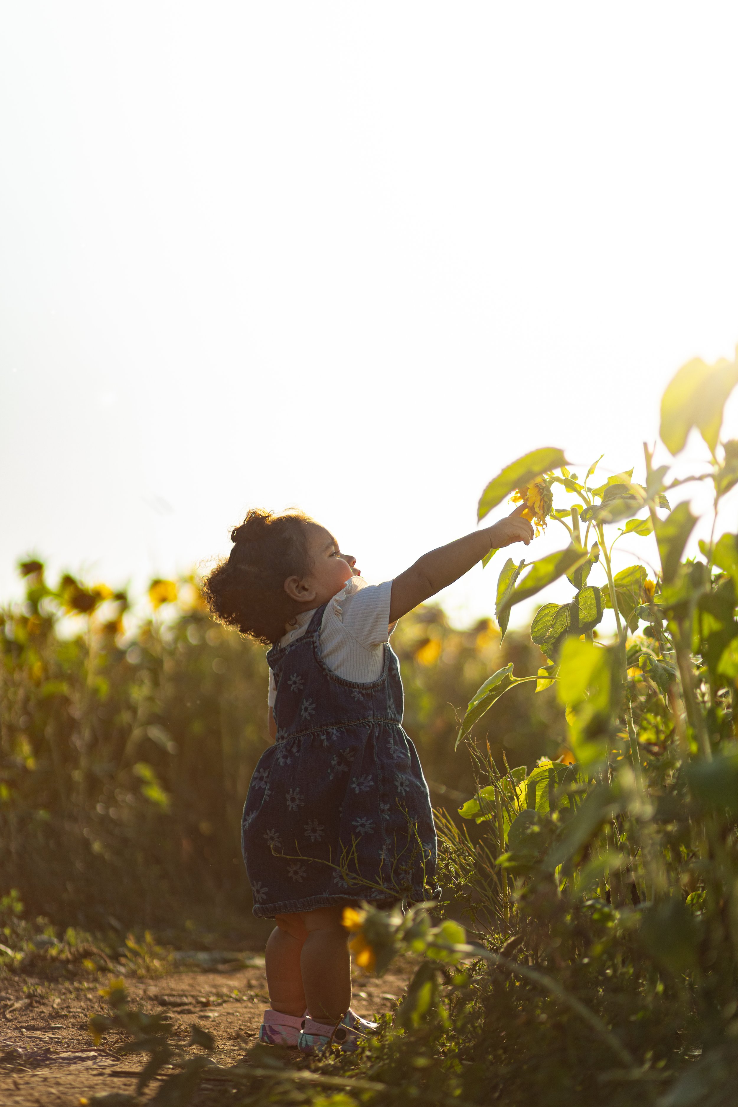Young girl reaching towards sunflowers in a sunflower field during sunset.