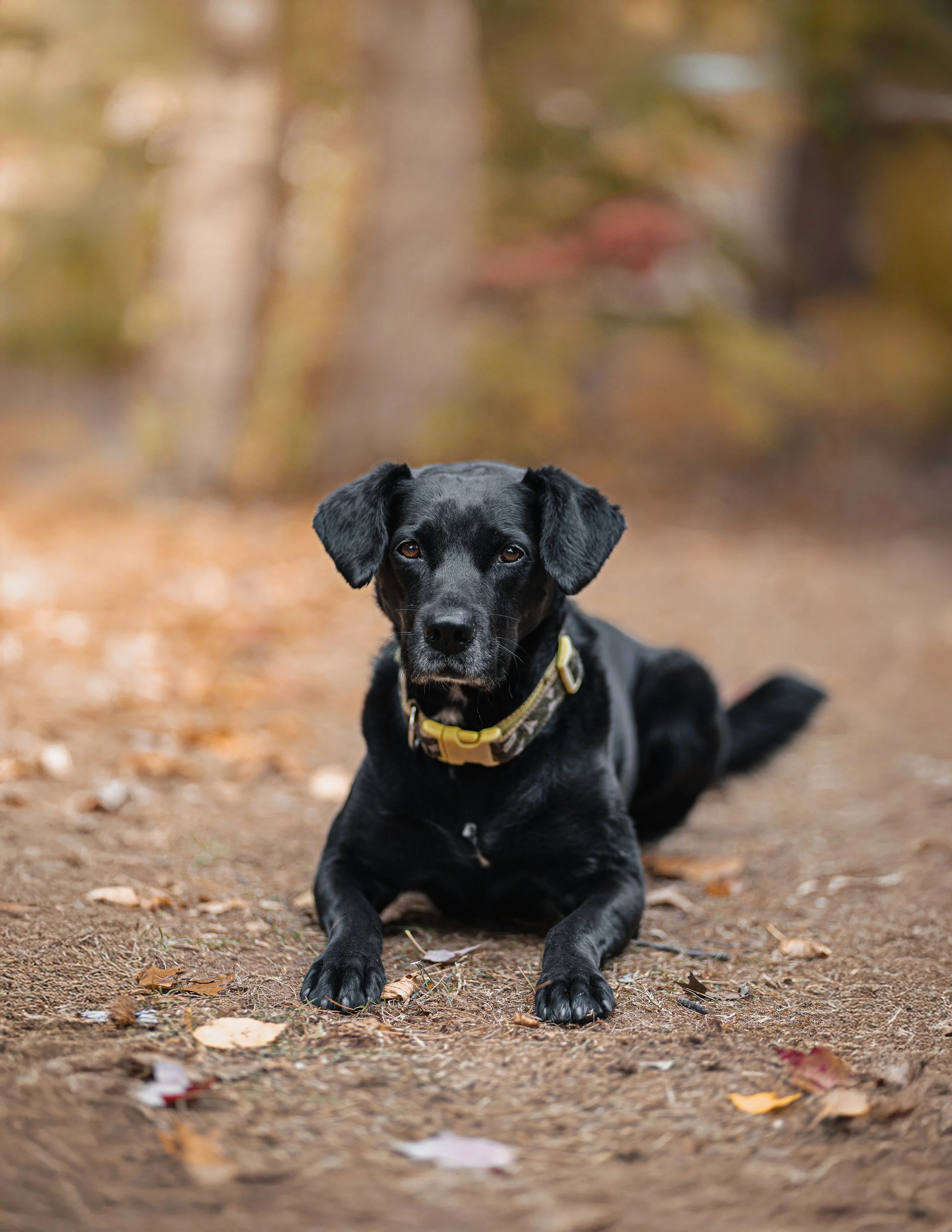 A black dog with floppy ears lying on the ground in a forest with autumn leaves.