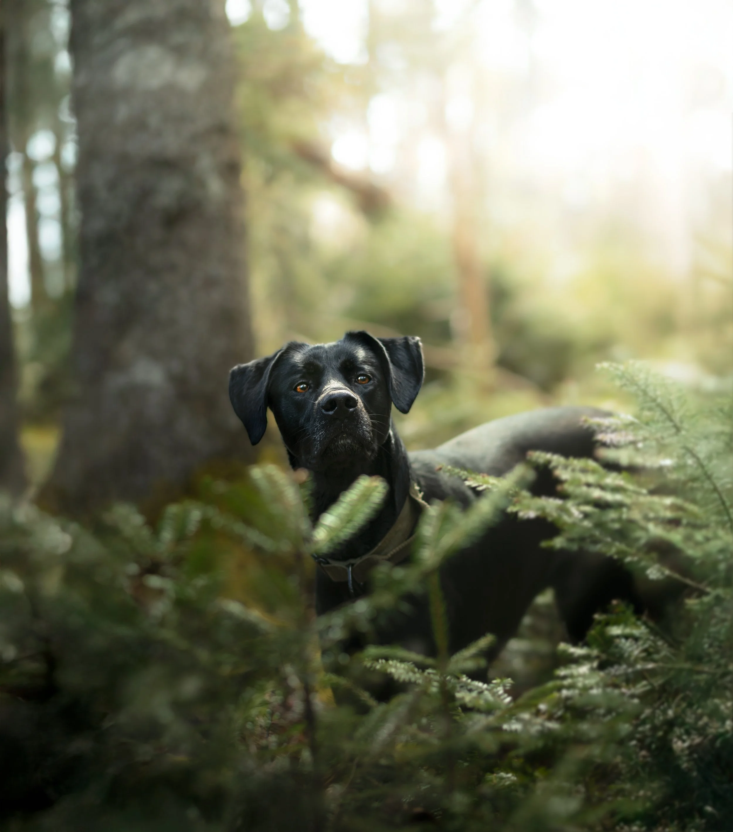 A black dog standing in a forest among green plants and trees, with sunlight filtering through.