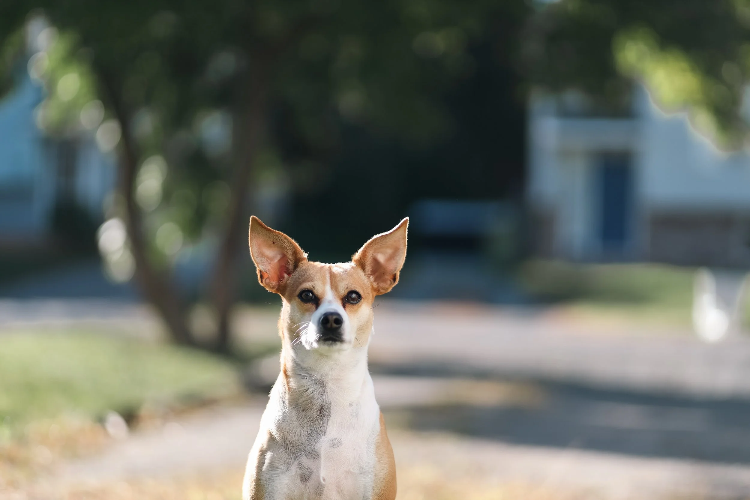 A small dog with large ears and tan and white fur standing outdoors on a sunny day with trees and buildings in the background.