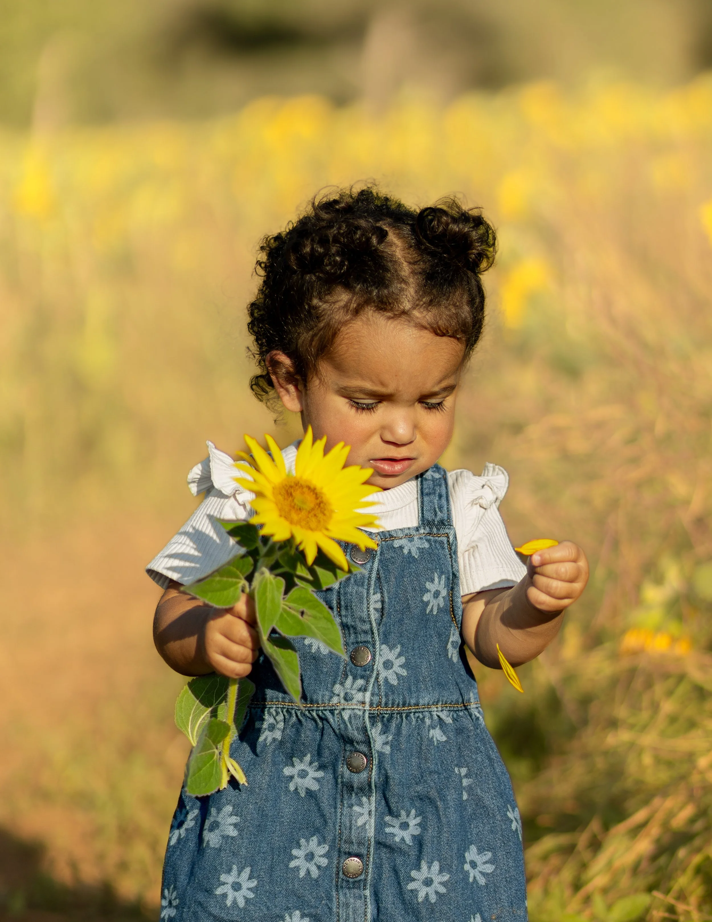 Young girl holding sunflower and looking at a yellow petal on her hand in a field.