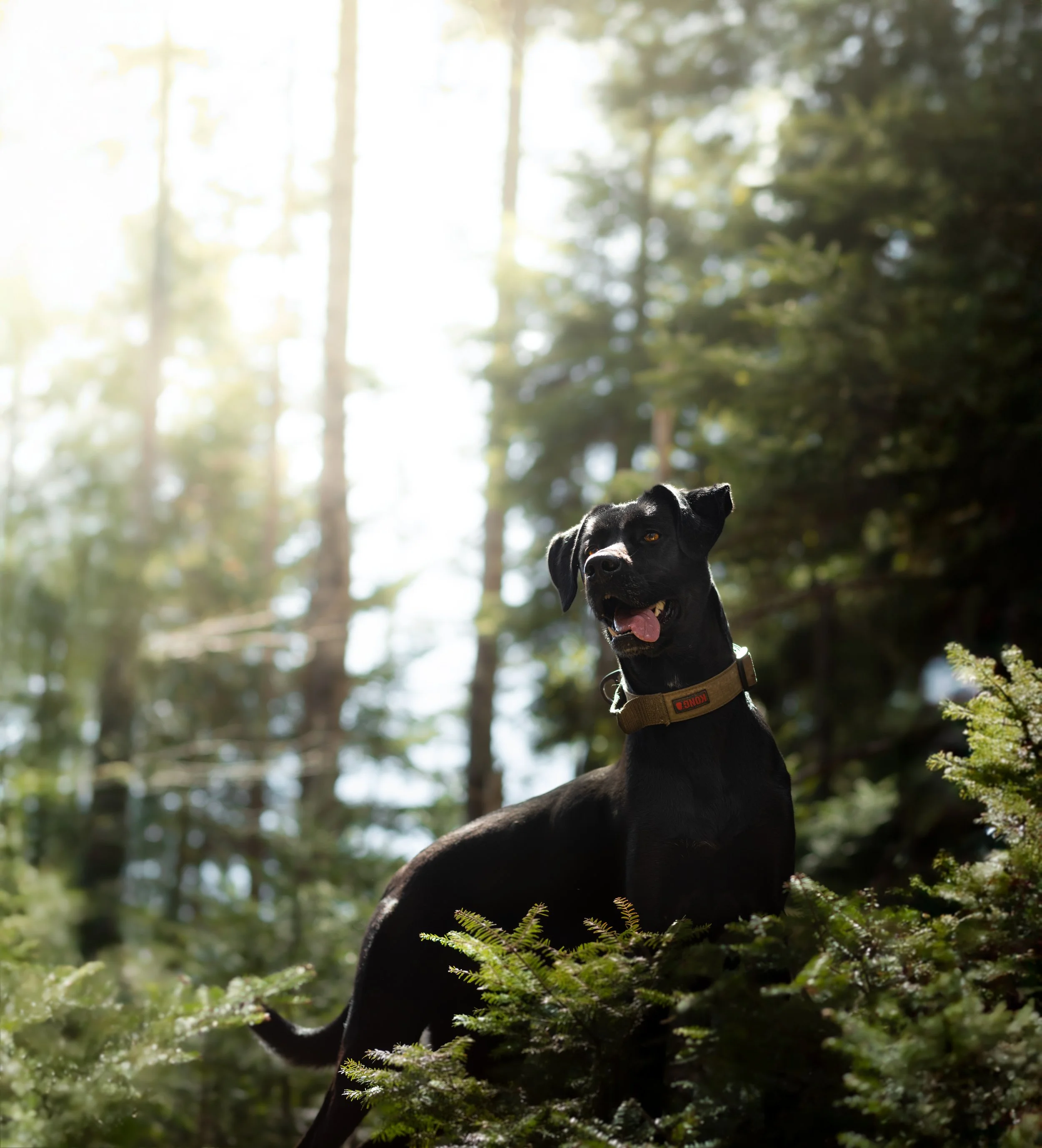 A black dog with a collar standing on green foliage in a forest, with sunlight filtering through tall trees in the background.