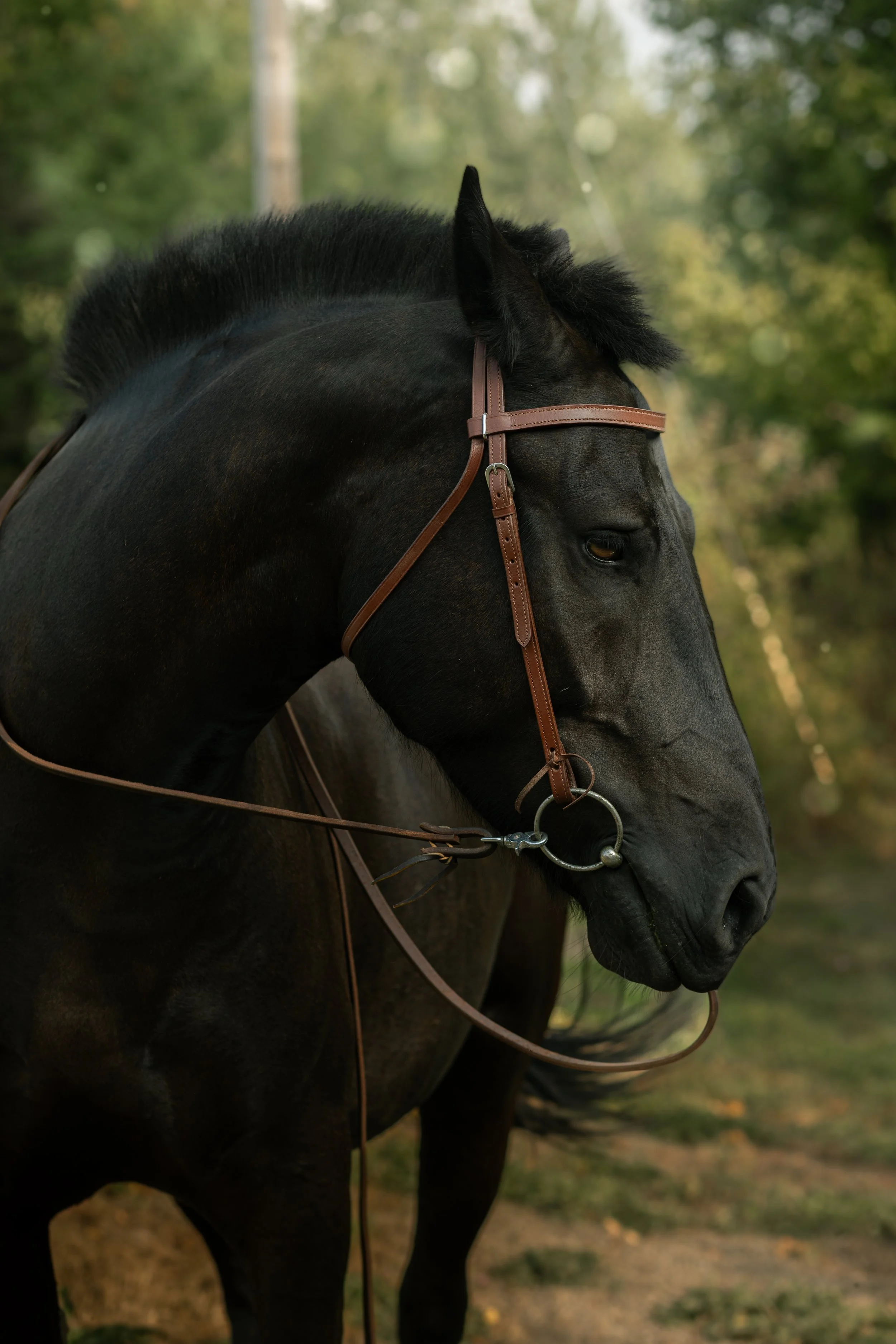 Side profile of a black horse with a bridle, standing outdoors surrounded by green trees.