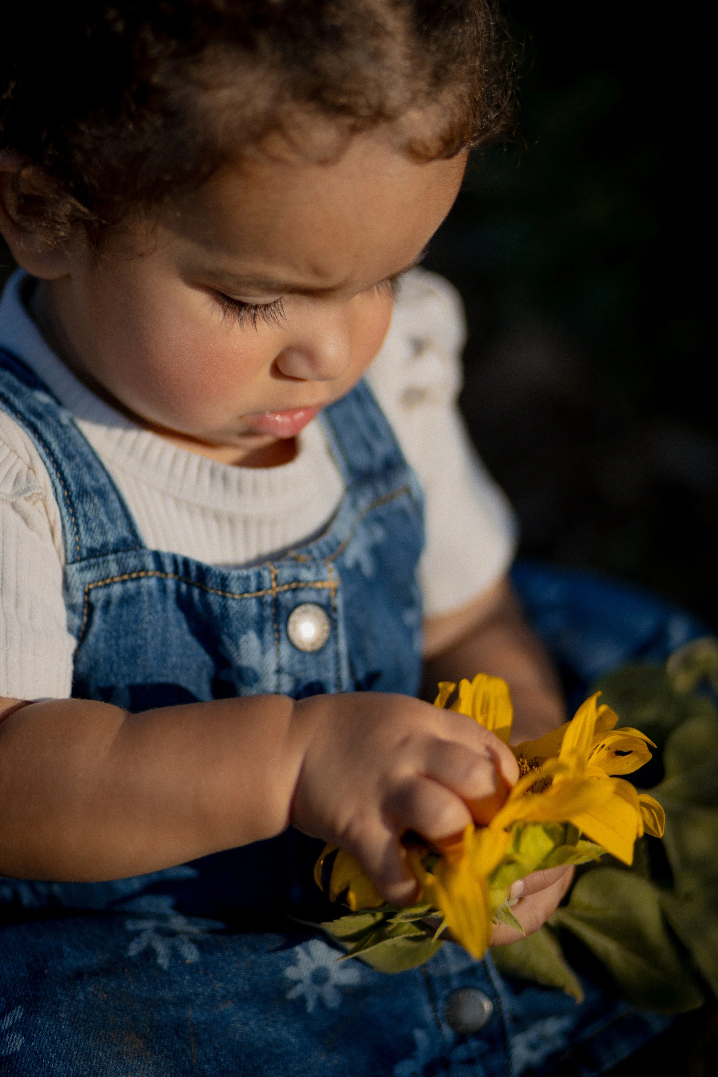 A young child with curly hair, wearing a white shirt and denim overalls, is holding and examining a yellow sunflower.