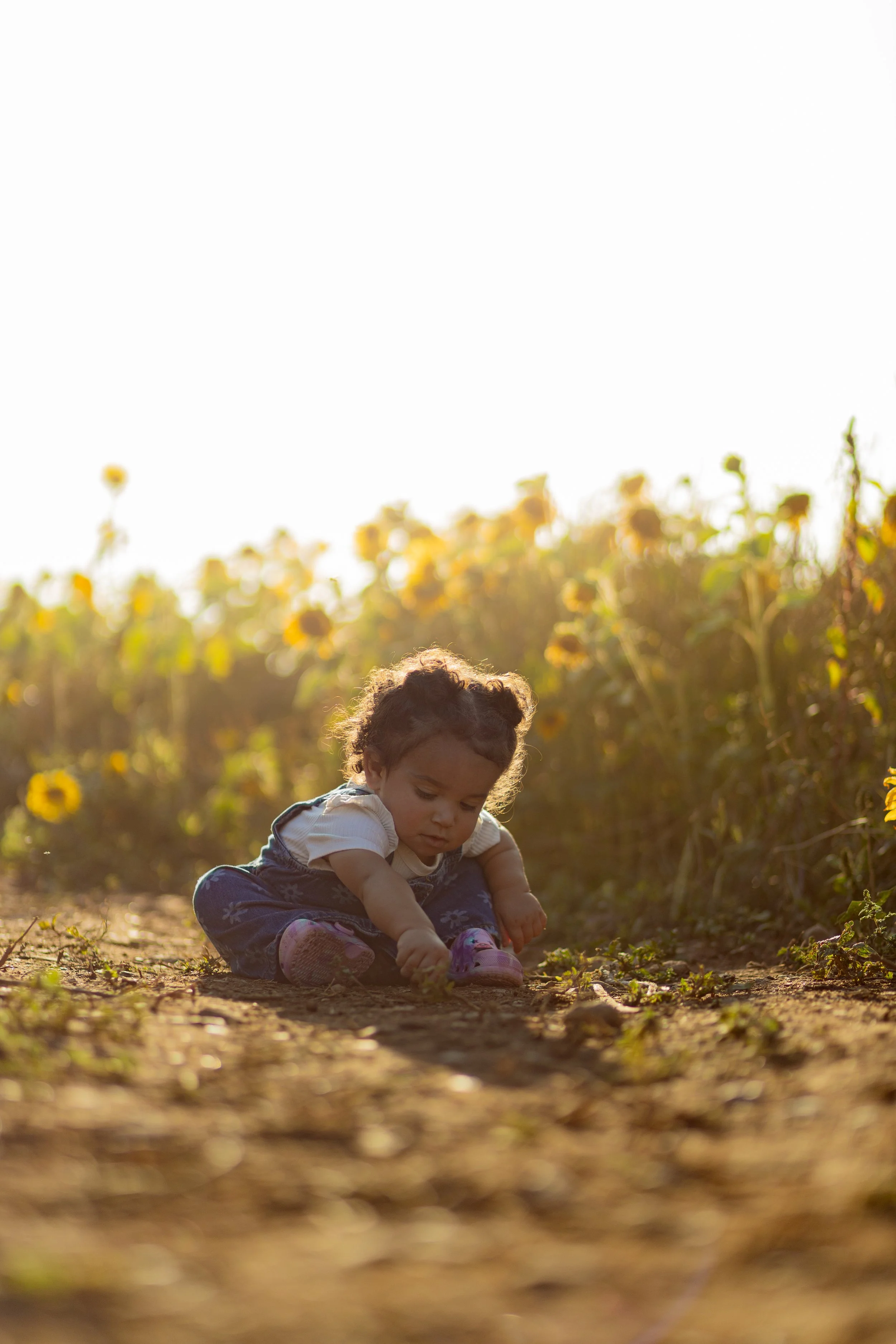 A young girl sitting on the dirt ground, exploring and touching the soil in a field of tall sunflowers under bright sunlight.