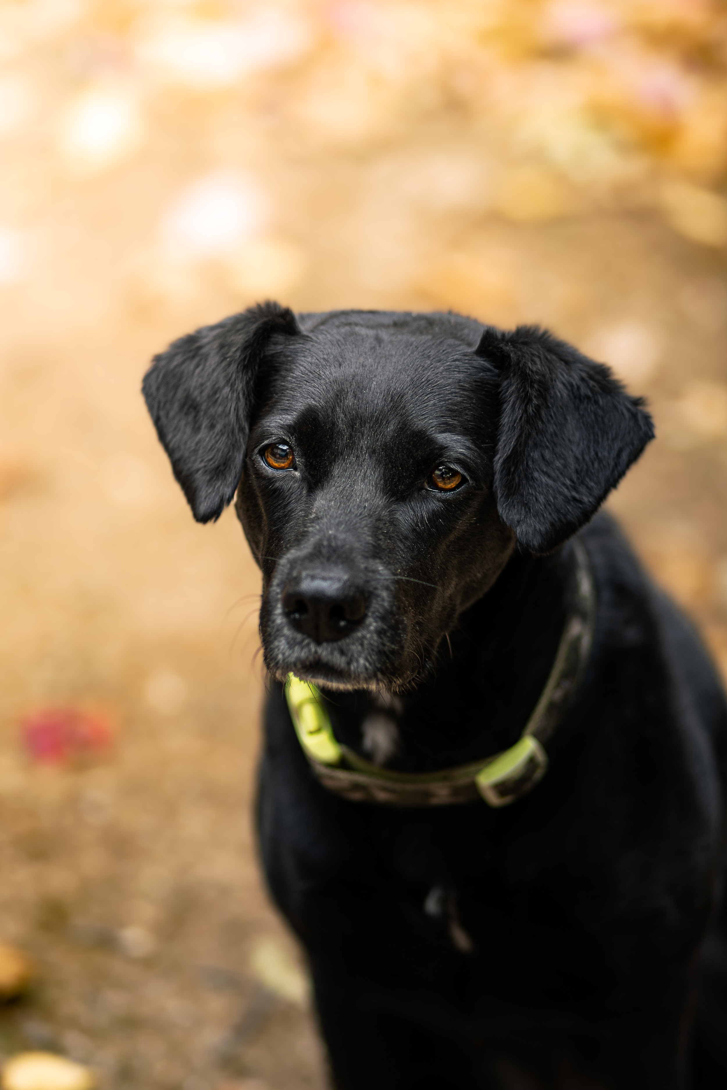 A black dog with brown eyes and floppy ears, wearing a camouflage collar, outdoors on a fall day with blurred yellow and orange leaves on the ground.