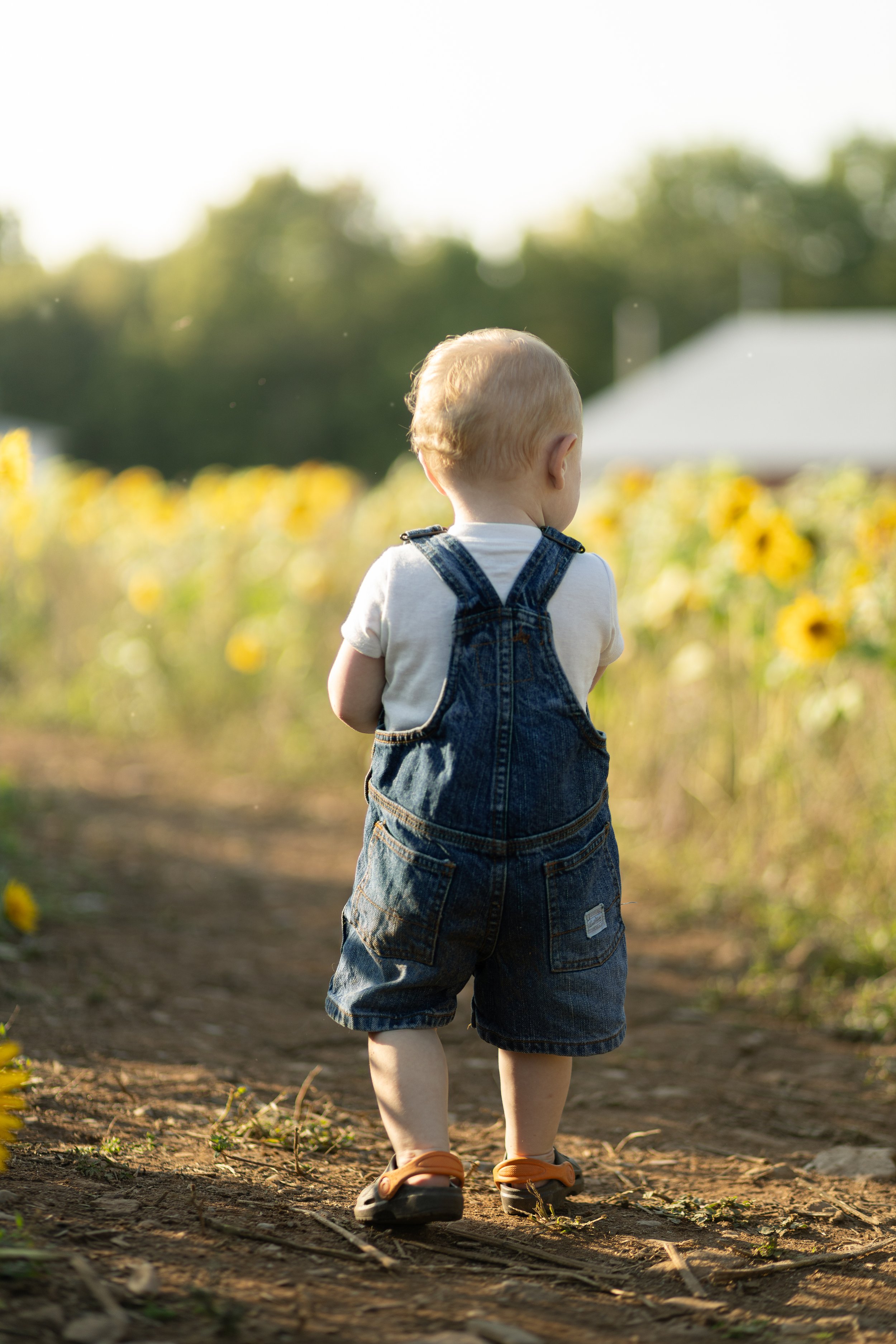 A young child with blonde hair wearing denim overalls, a white shirt, and sandals, standing on a dirt path in a sunflower field during late afternoon or early evening.