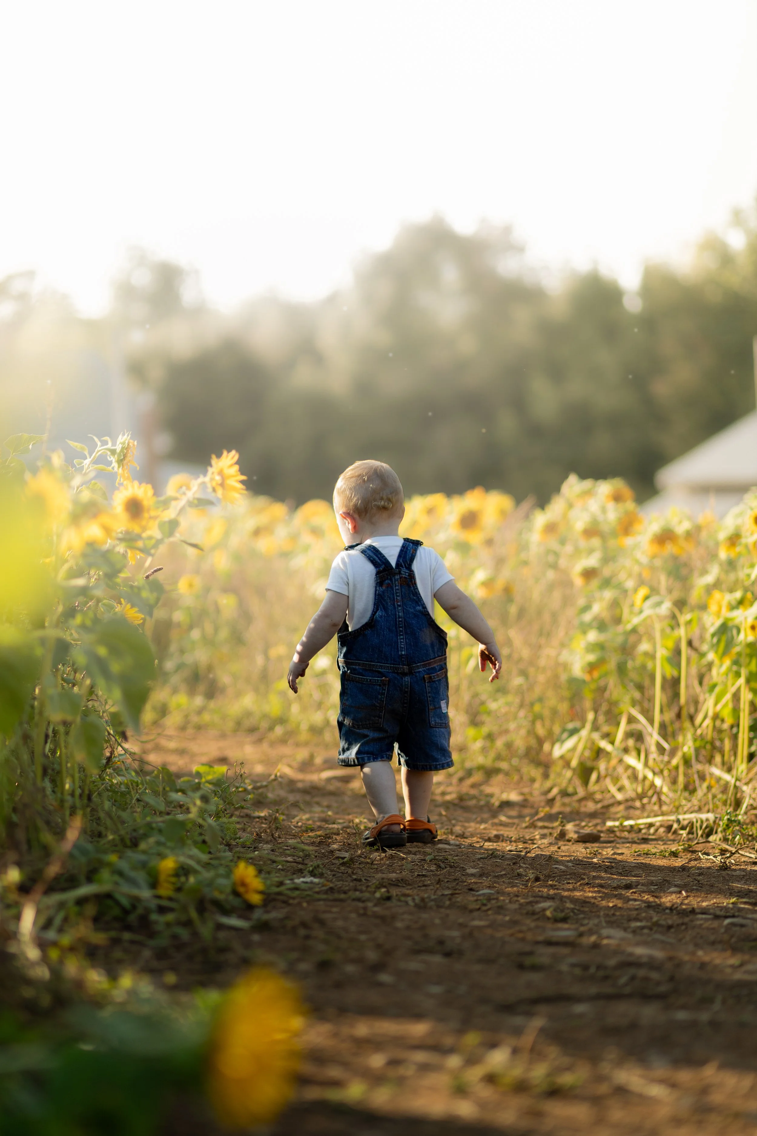 Child walking along a dirt path through a sunflower field during sunset or sunrise.