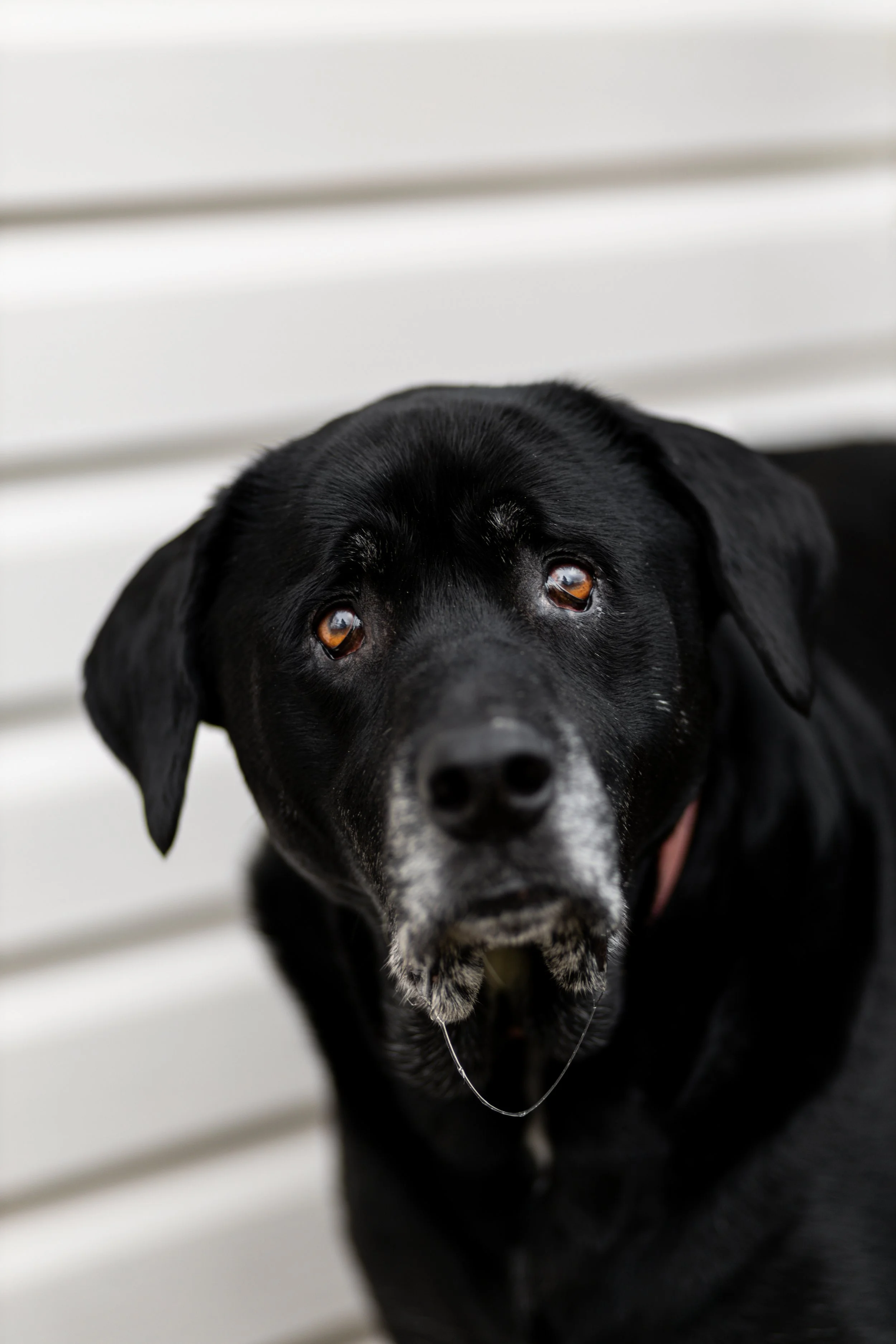 Close-up of a black dog with brown eyes, looking up at the camera, standing in front of a white siding wall.