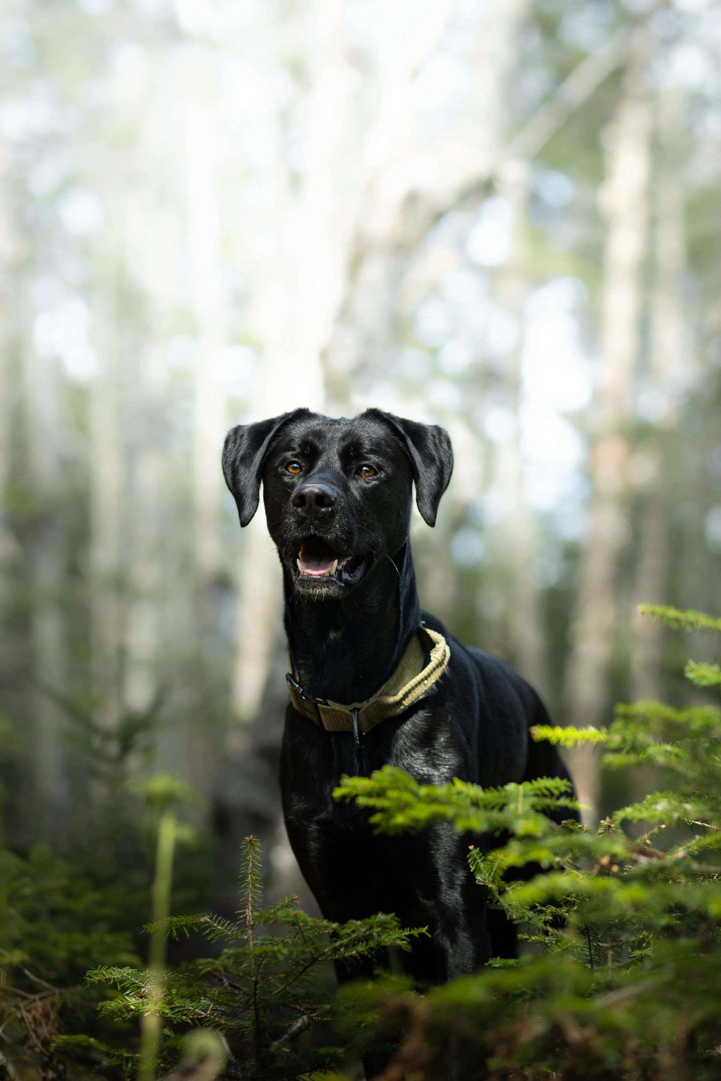 A black dog standing in a forest with green foliage and tall trees in the background.