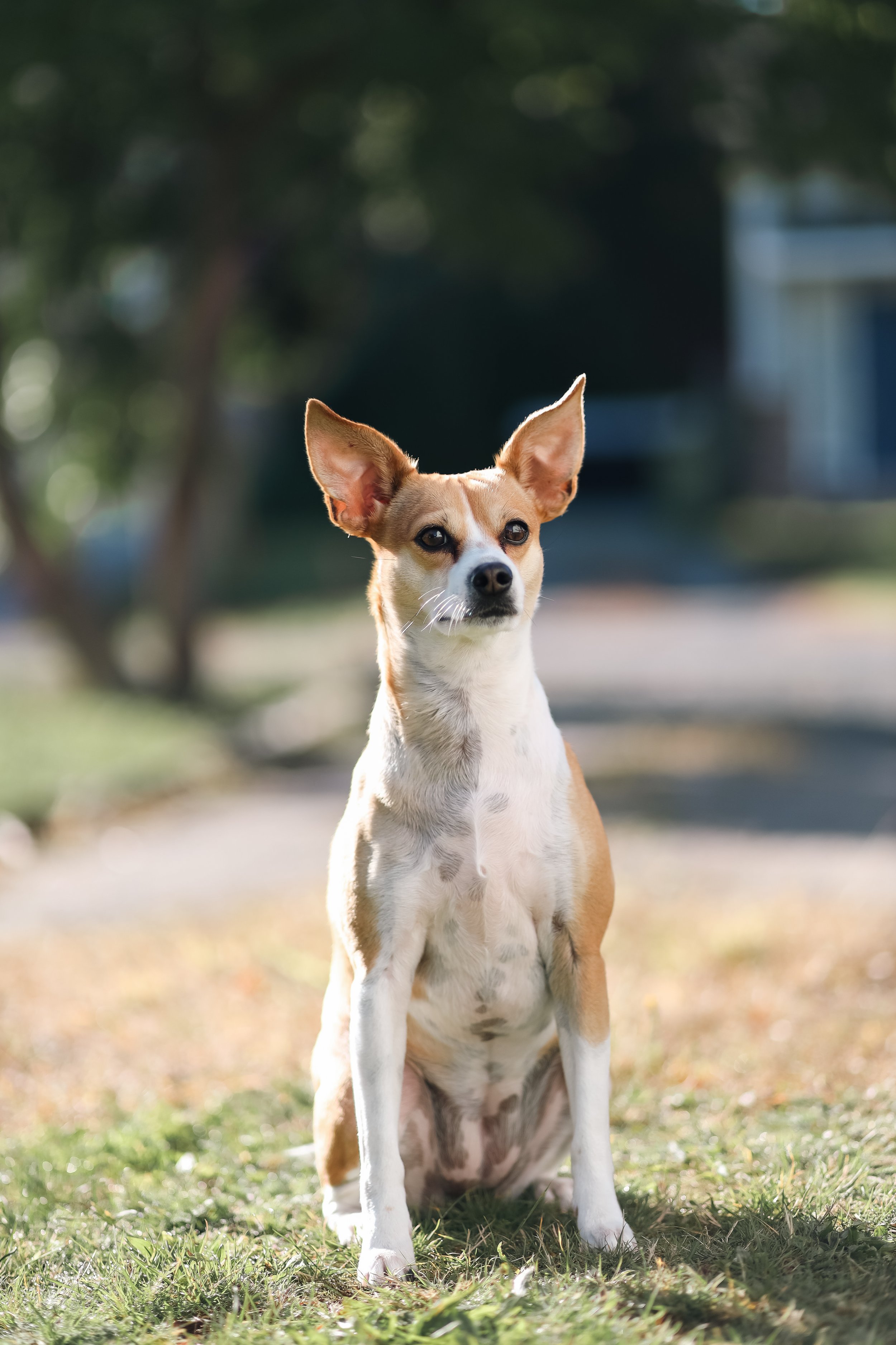A small dog with tan and white fur sits outdoors on grass, looking into the distance, with trees and a blurred background.
