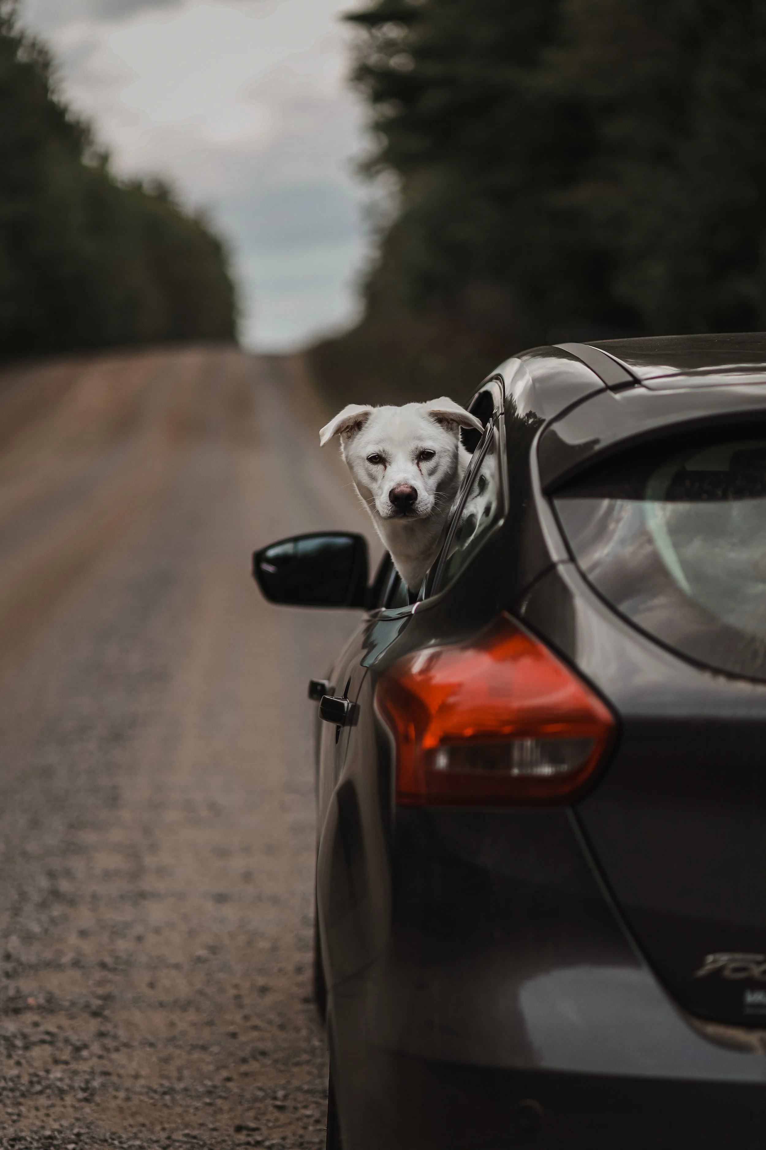A black car with a white dog leaning out of the open window on a rural dirt road surrounded by trees.