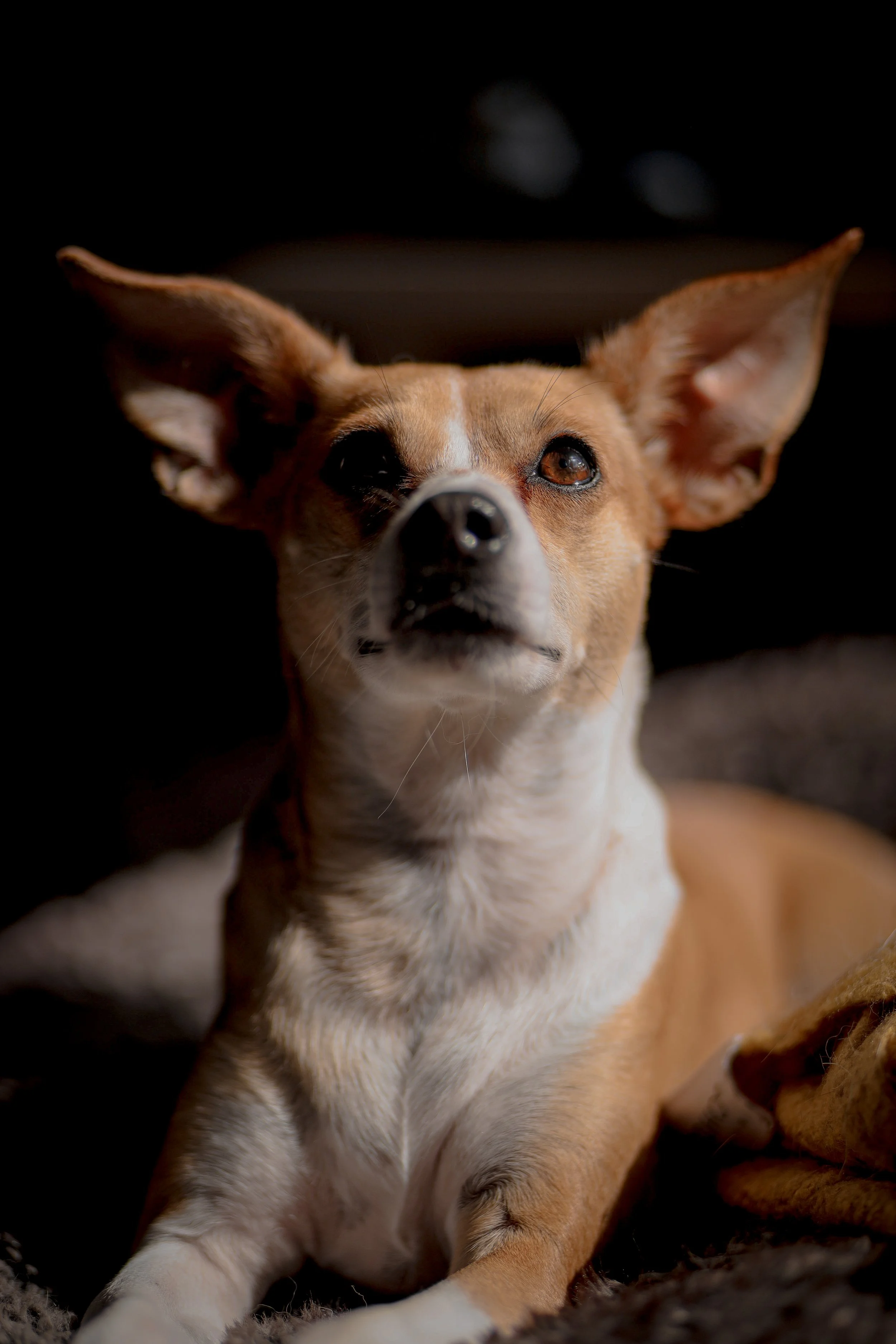 Close-up of a small dog with tan and white fur, large ears, and dark eyes, sitting on a soft surface with a dark background.