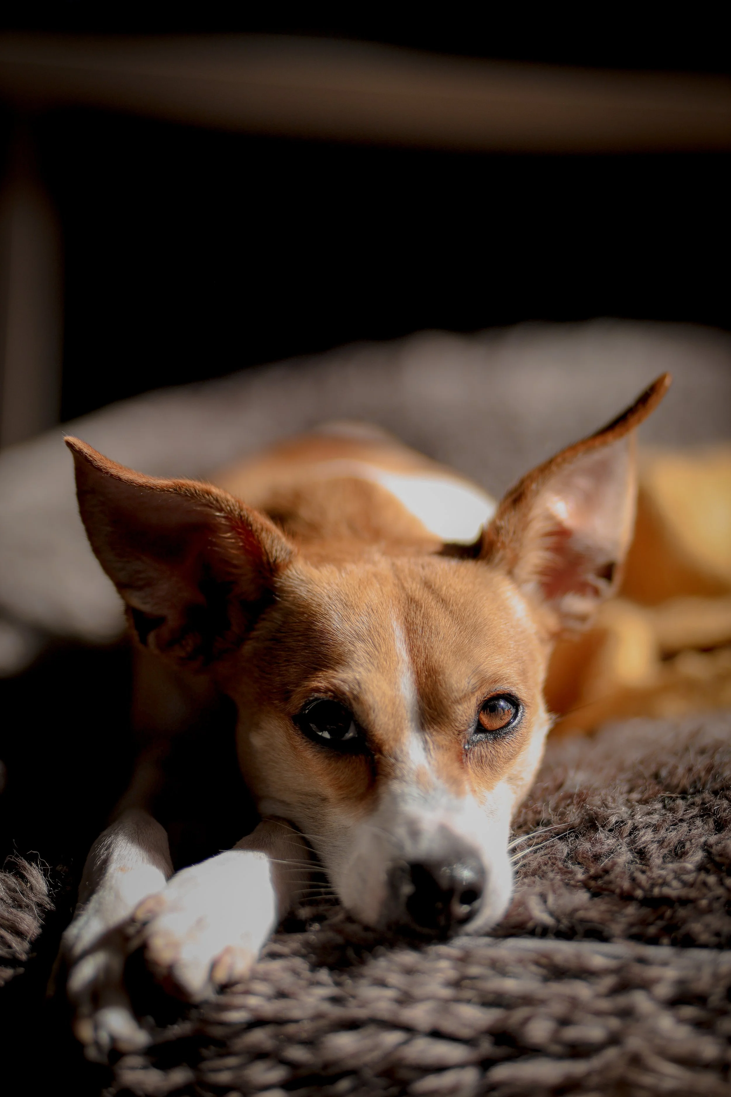 A close-up of a tan and white dog lying on a textured blanket, with one eye slightly closed and large ears, resting indoors.