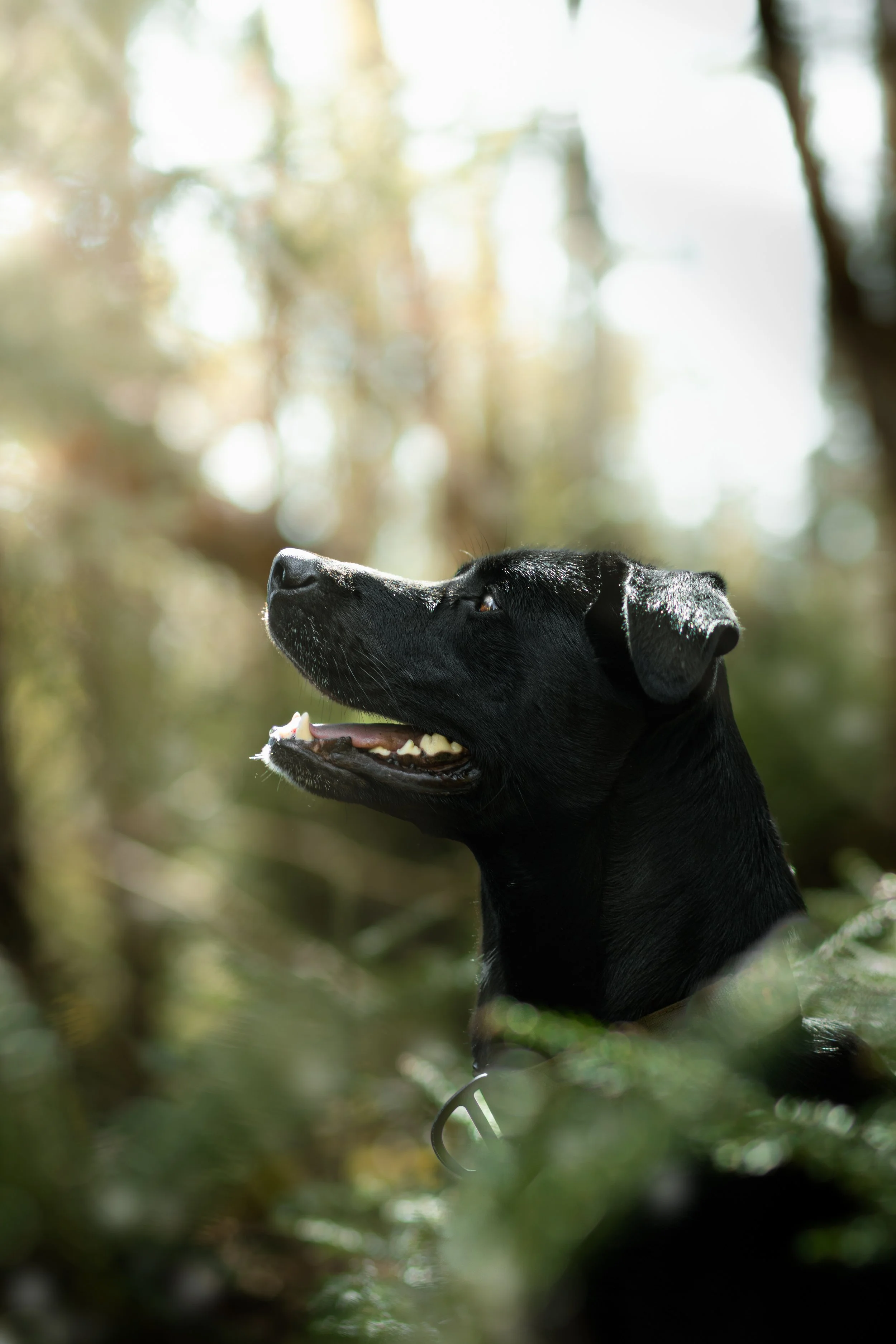 Profile of a black dog, possibly a Labrador Retriever, in a forested area with sunlight filtering through the trees.