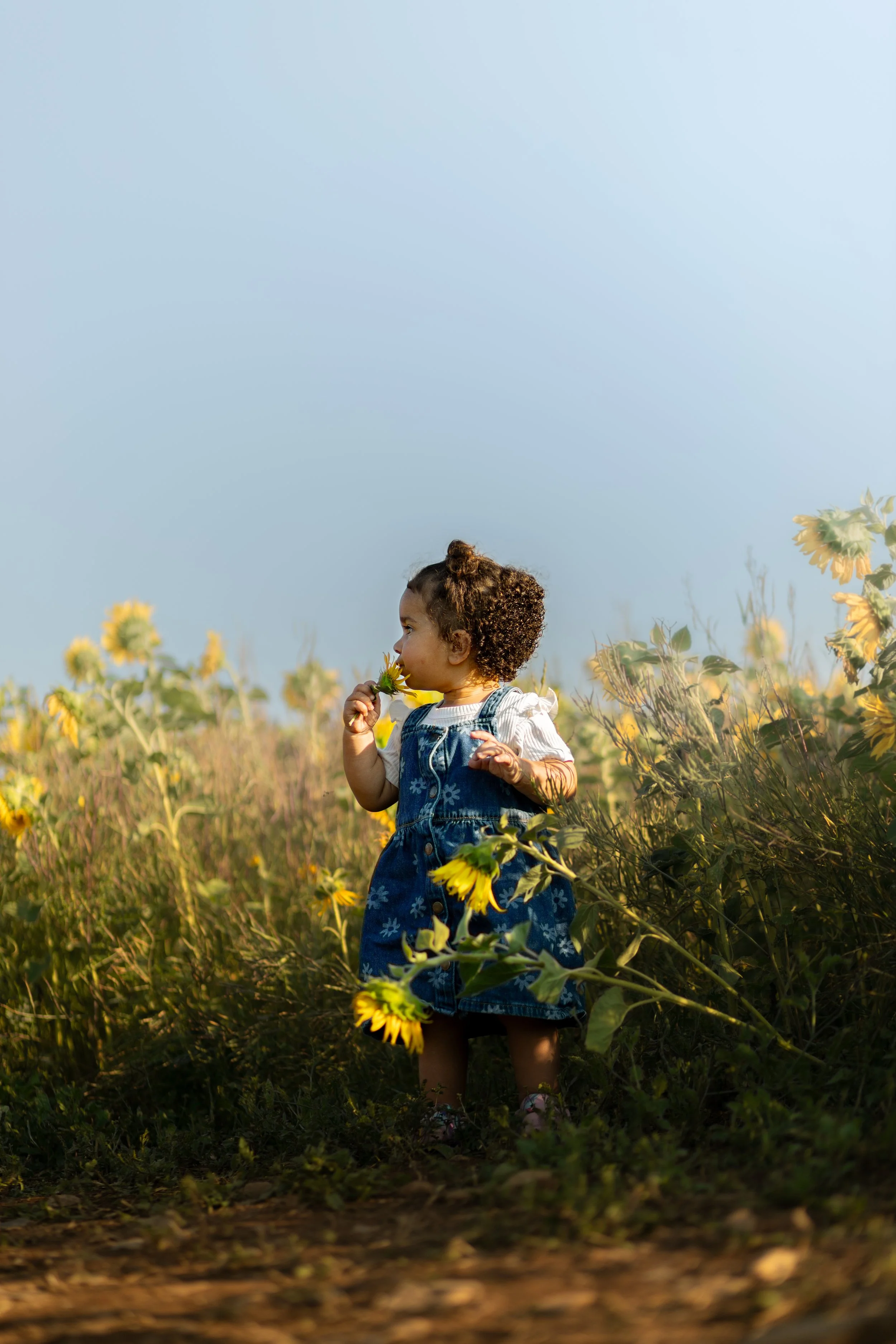 A young girl with curly hair in a denim dress stands in a sunflower field, smelling a sunflower.