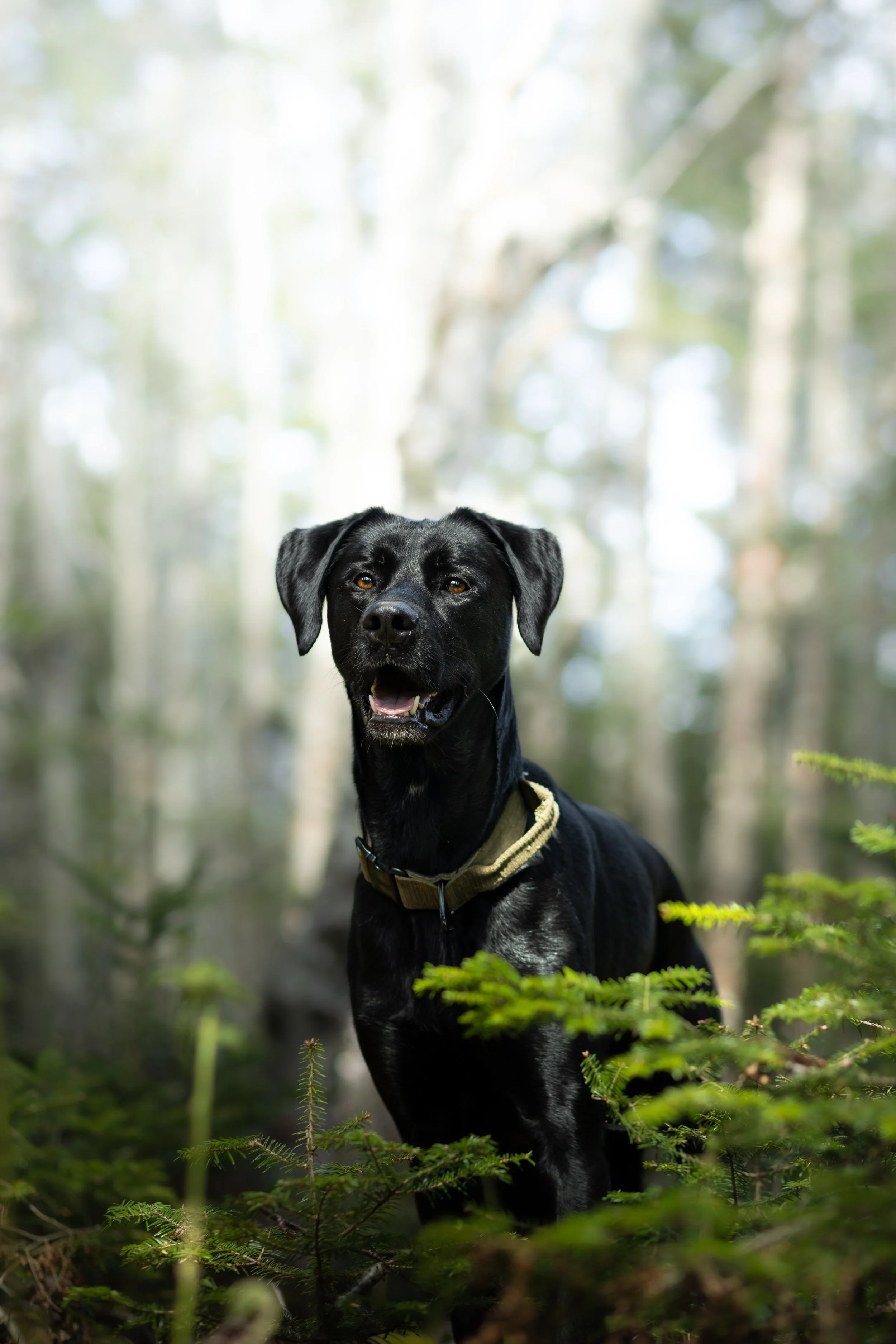 Black dog with a tan collar standing in a forest surrounded by green plants.