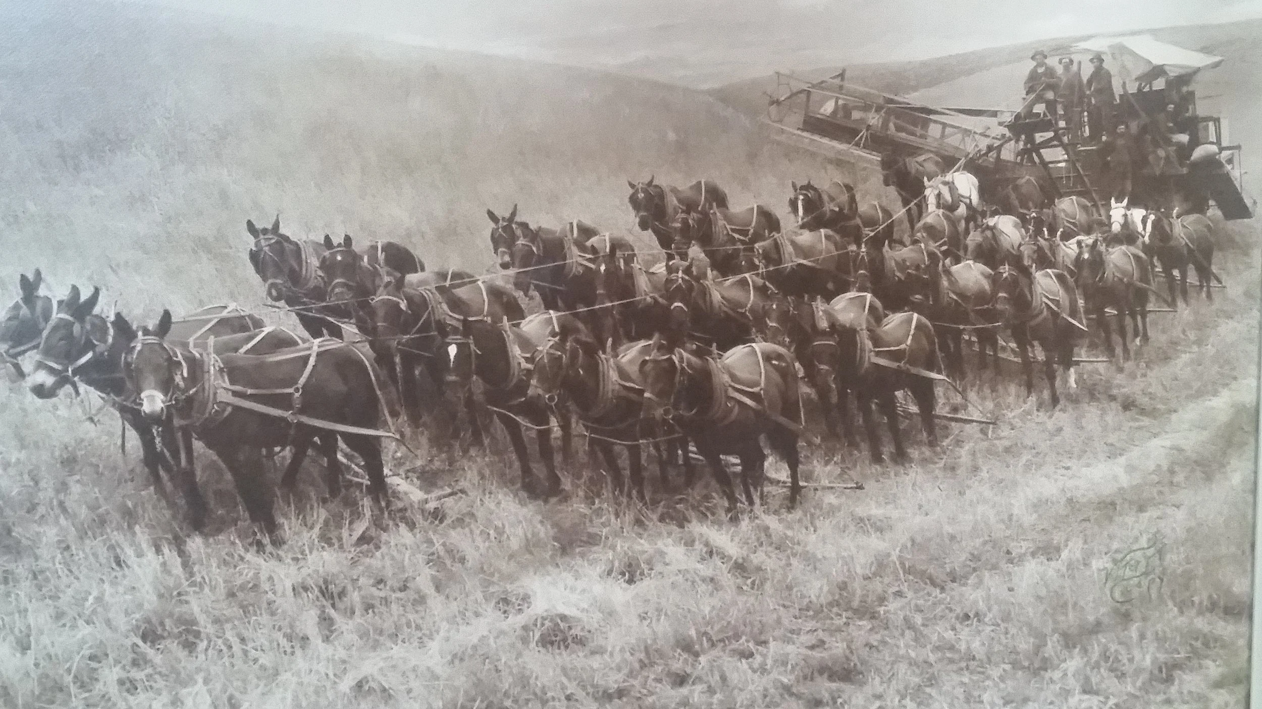 Historical black-and-white photograph of a large team of horses harnessed together, pulling farming equipment across a grassy field with hills in the background.