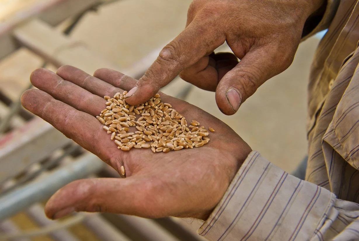Hand holding sunflower seeds while another hand picks some up.