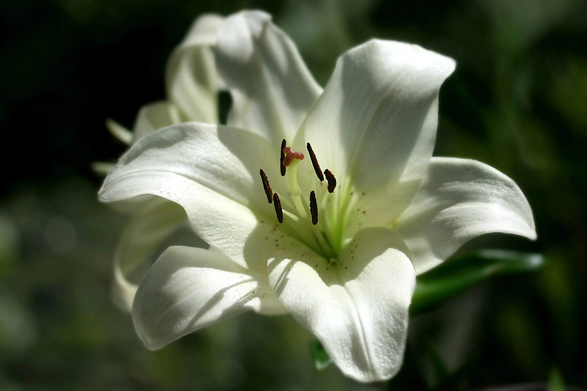 White lily symbolizing healing, calm, and emotional renewal through therapy in Virginia