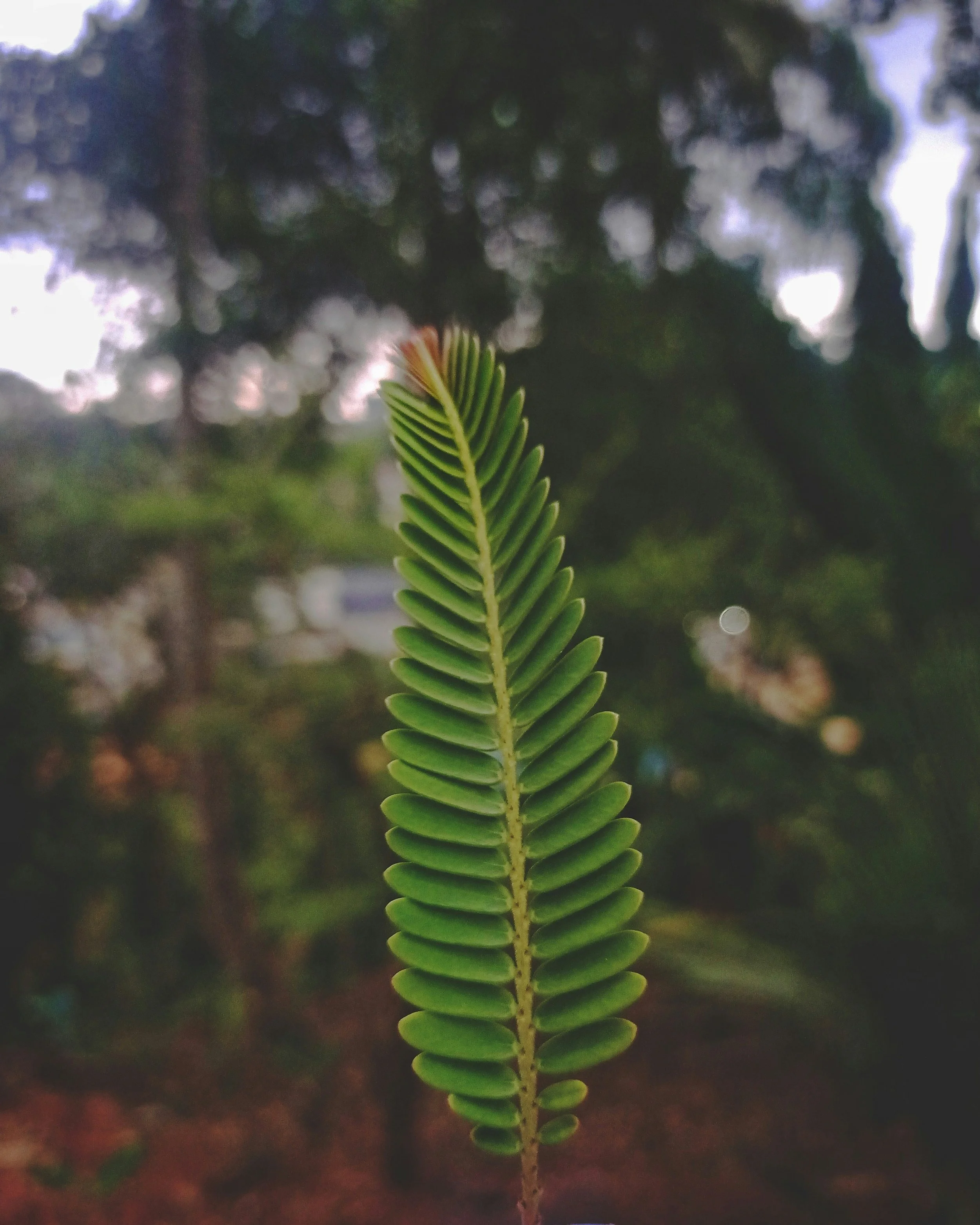 Green leaf symbolizing renewal, healing, and personal growth through therapy in Warrenton and Culpeper, Virginia