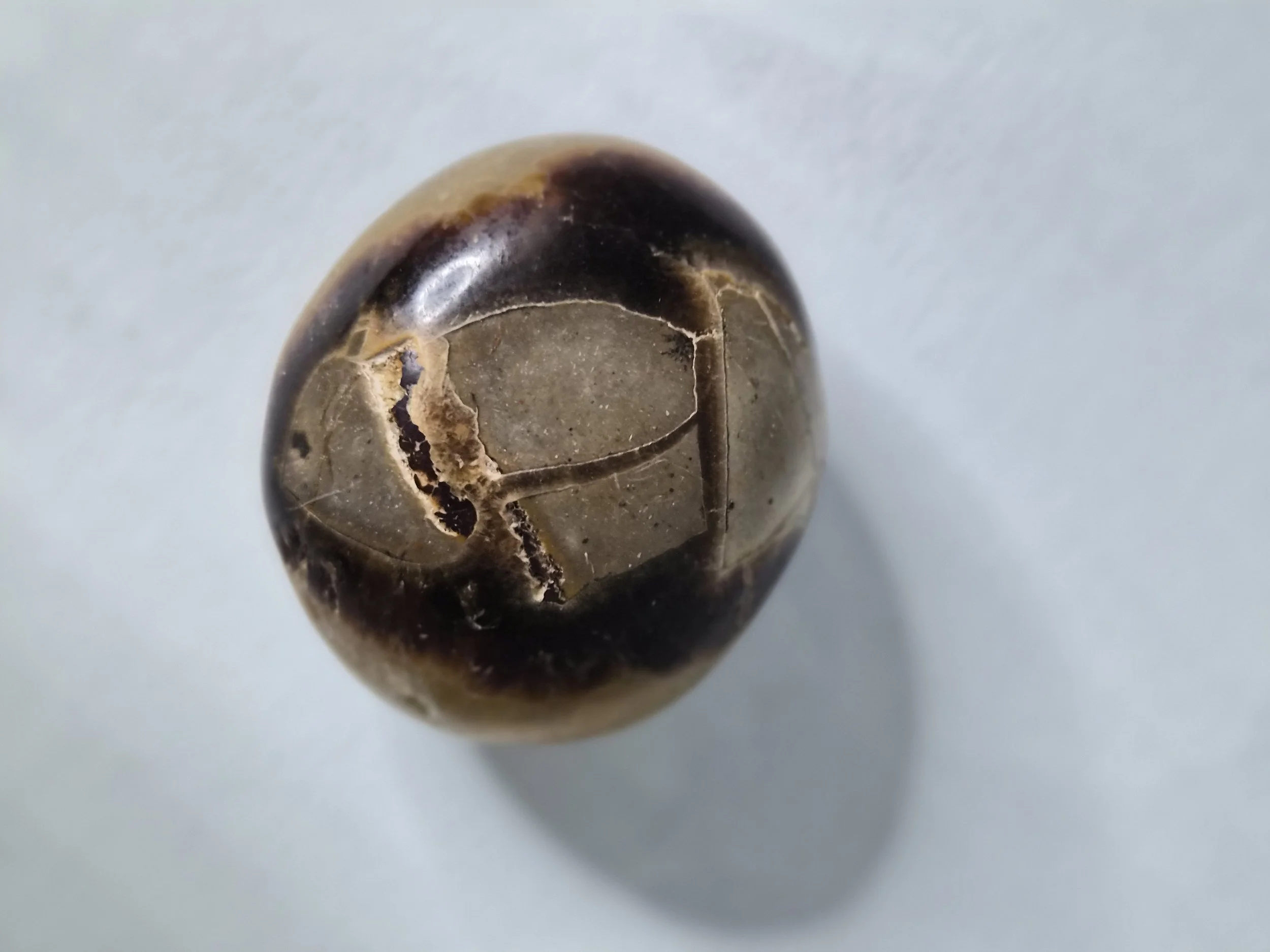 Septarian Palm Stone