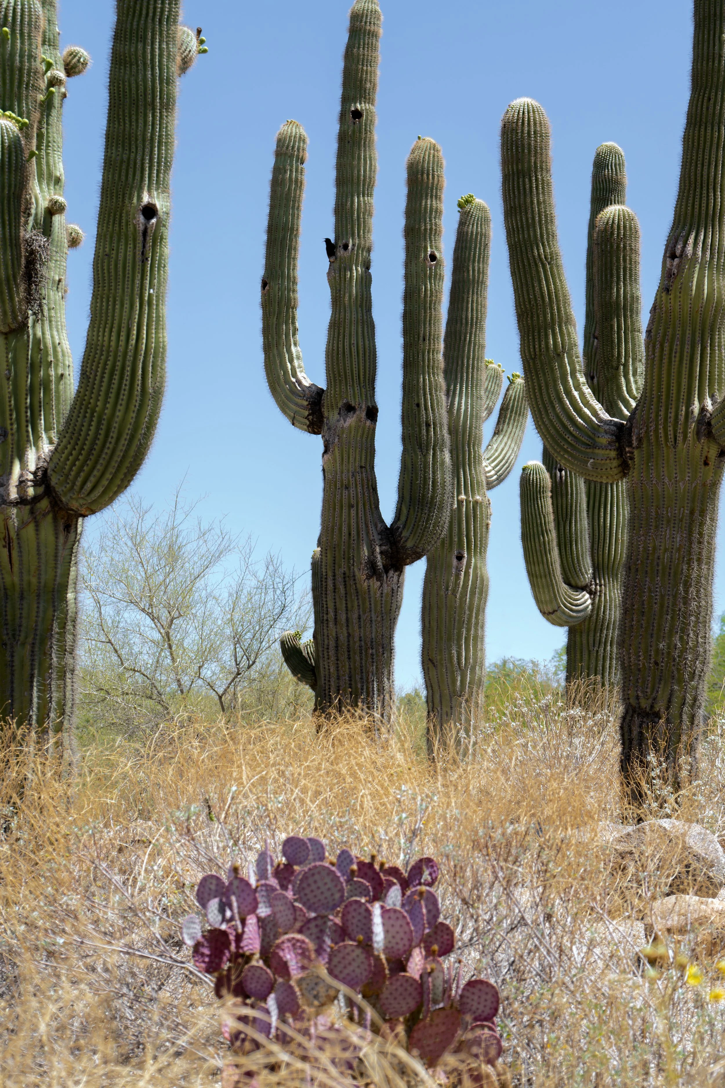 Cactus Garden in Gilbert, Arizona