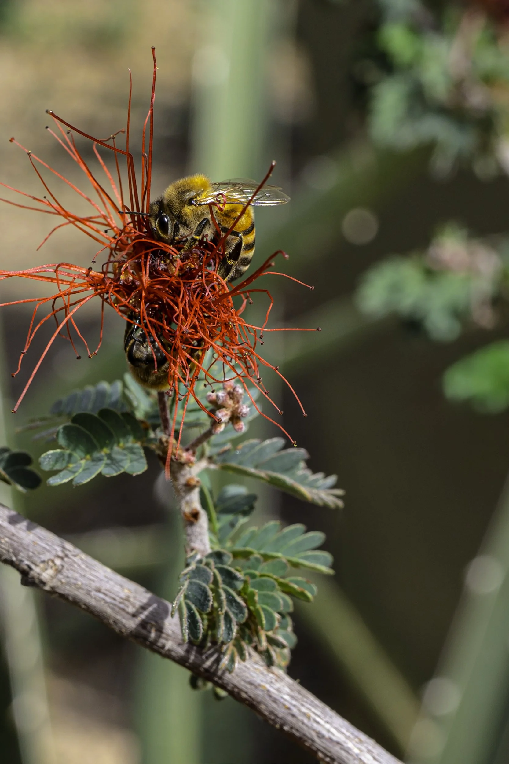 The Fairyduster and The Forager