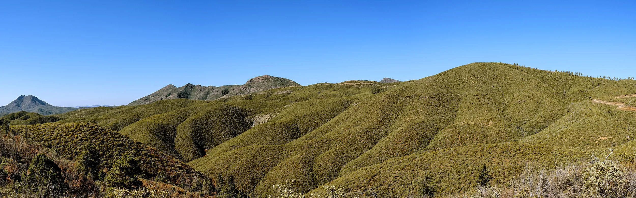 "Nature's Shag Carpet"