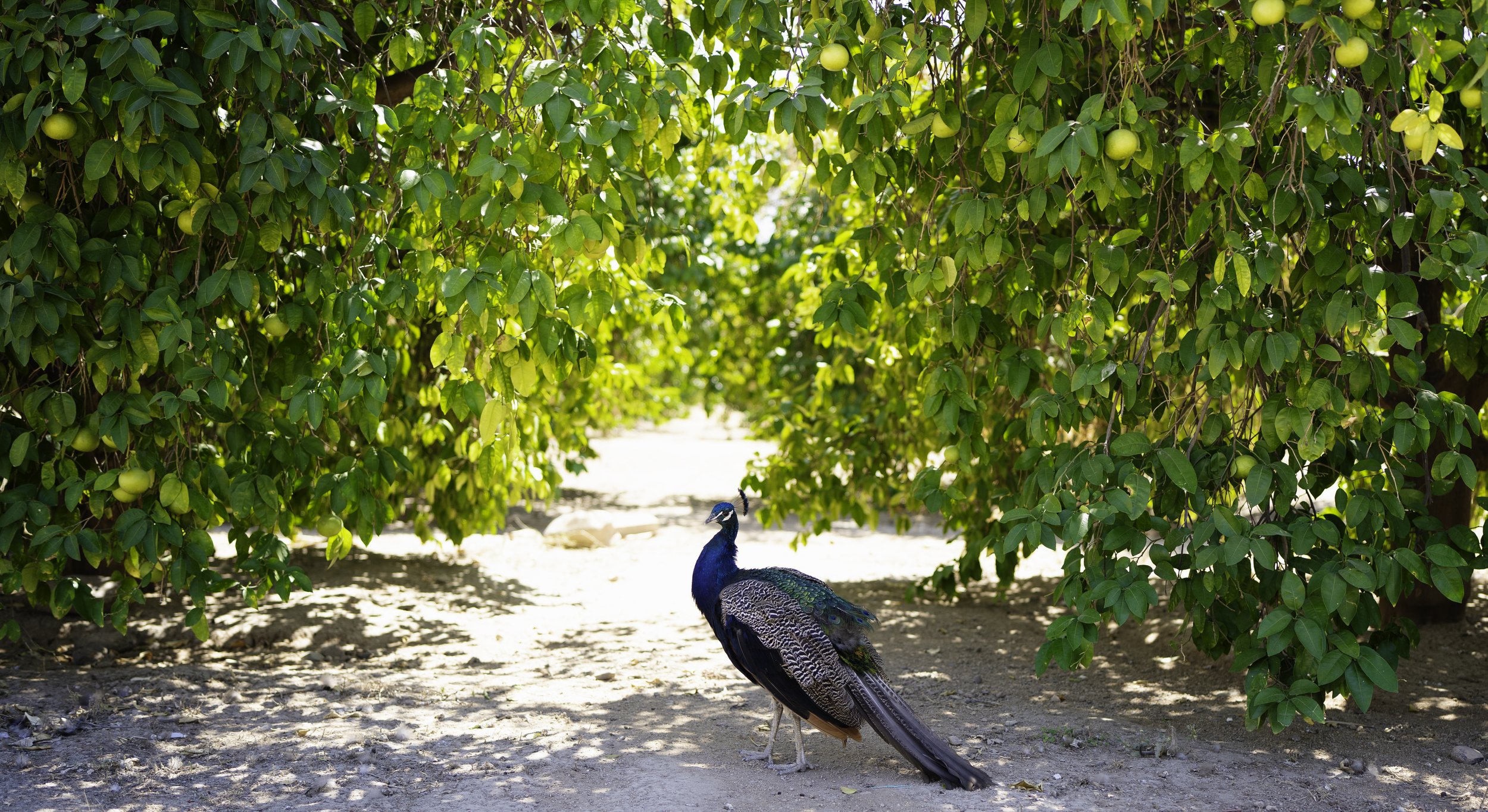 Peacock in the Park