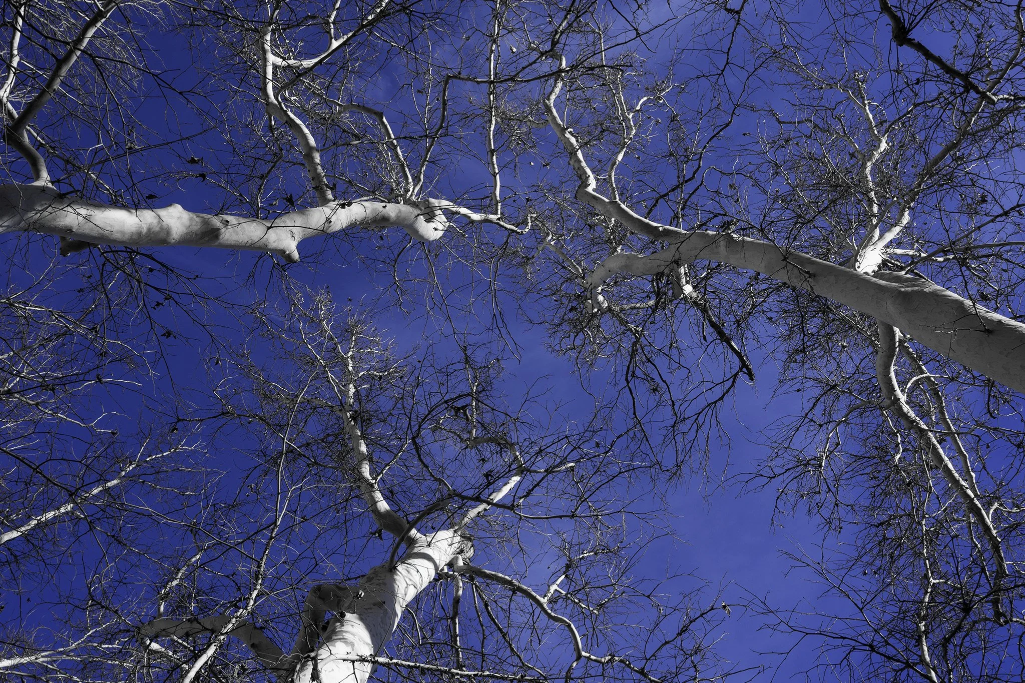 Under the Sycamore Canopy