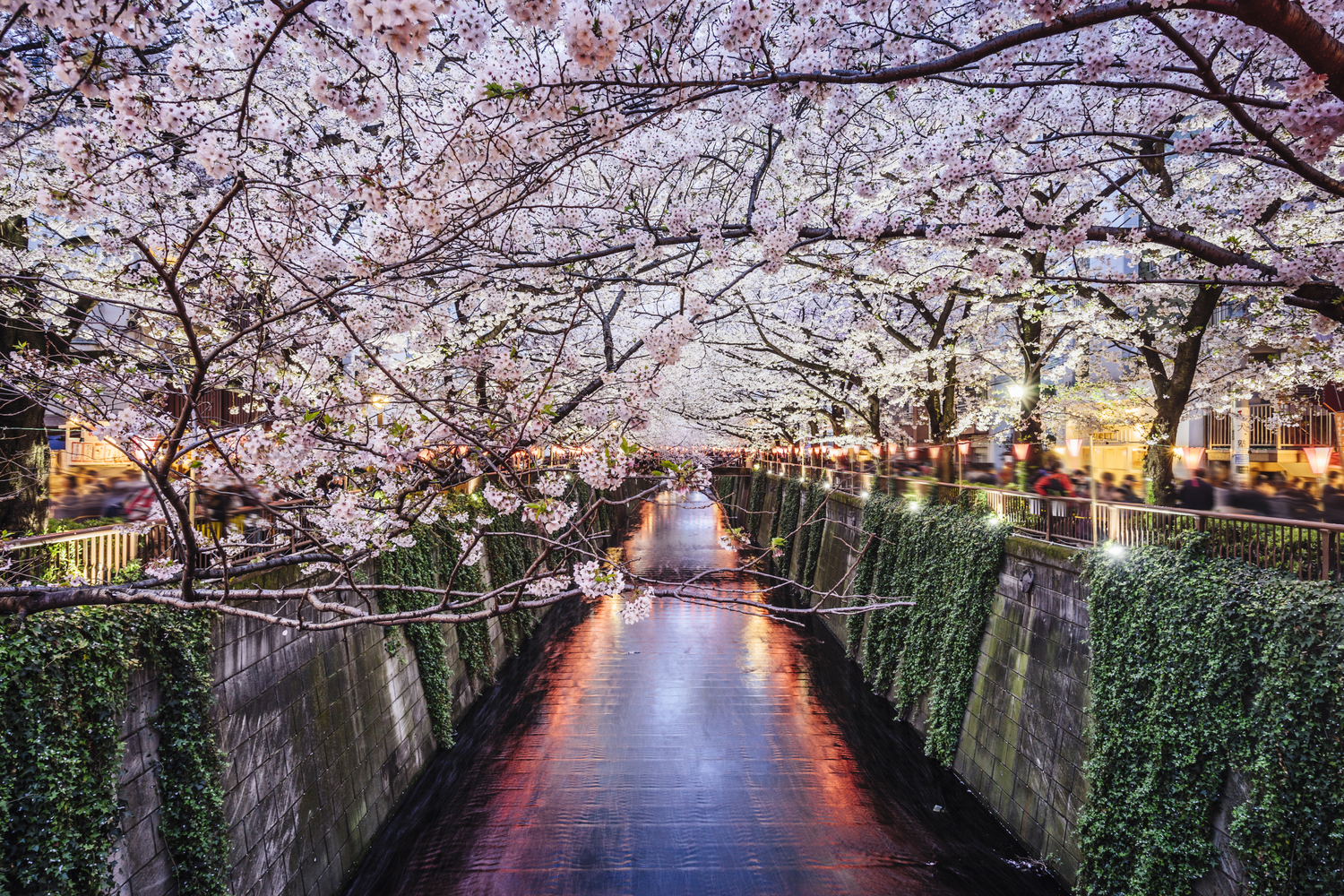 Cherry+Blossoms.png