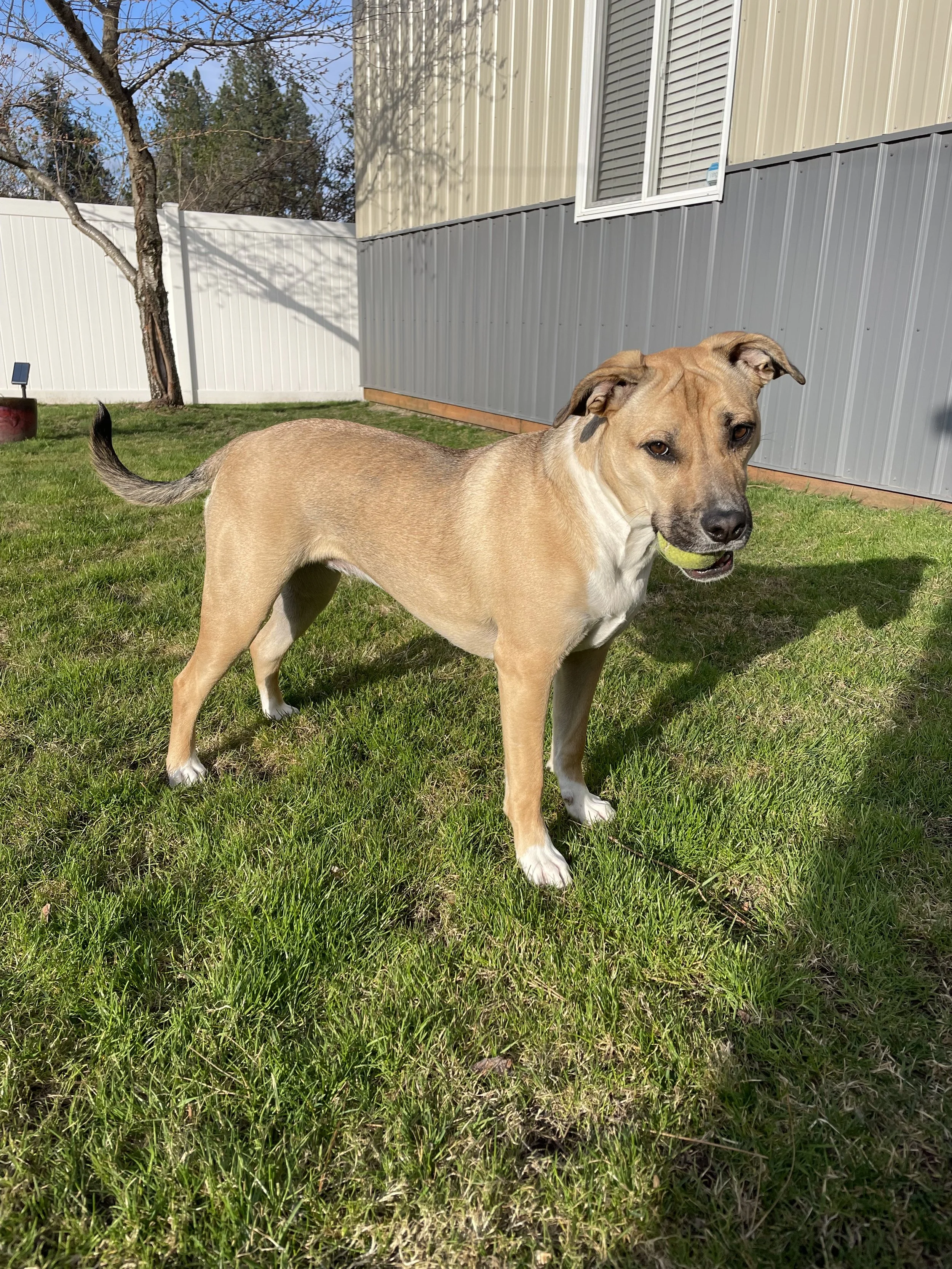 A tan dog with a white chest holding a tennis ball in its mouth, standing on green grass in a backyard with a white fence, a tree, and a beige and gray house.