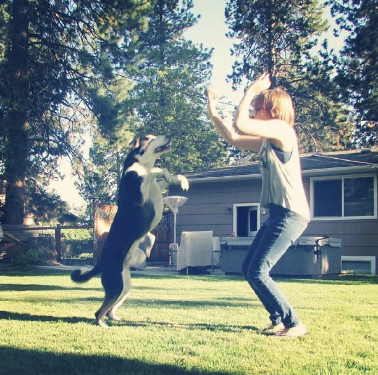 A woman and a husky dog playing together outdoors on a grassy yard, with trees and a house visible in the background.