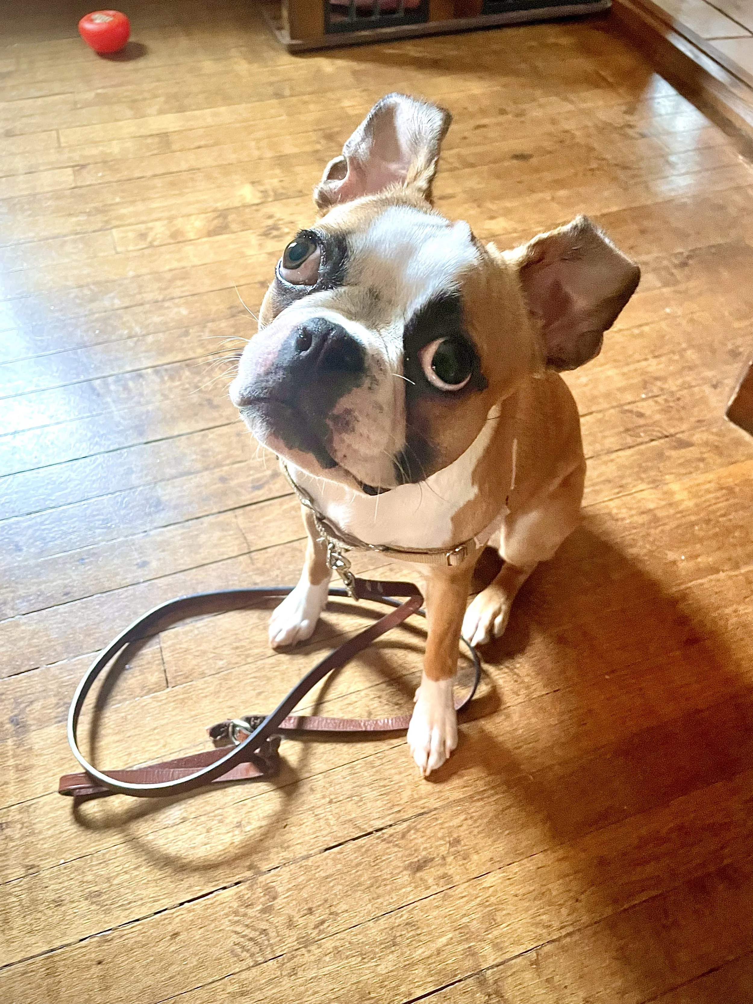 A dog with a light brown coat and white markings sitting on a wooden floor, looking up at the camera with large, expressive eyes. There is a red ball and a leash on the floor beside the dog, and a piece of furniture is visible in the background.