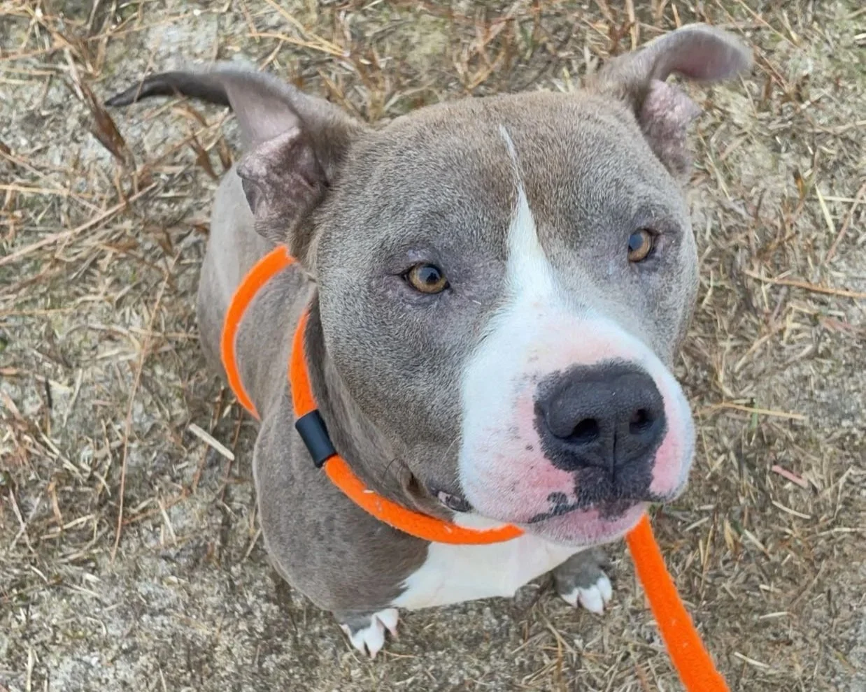 Close-up of a gray and white dog with a black nose, wearing an orange collar, looking up at the camera outdoors on a dirt and dry grass ground.