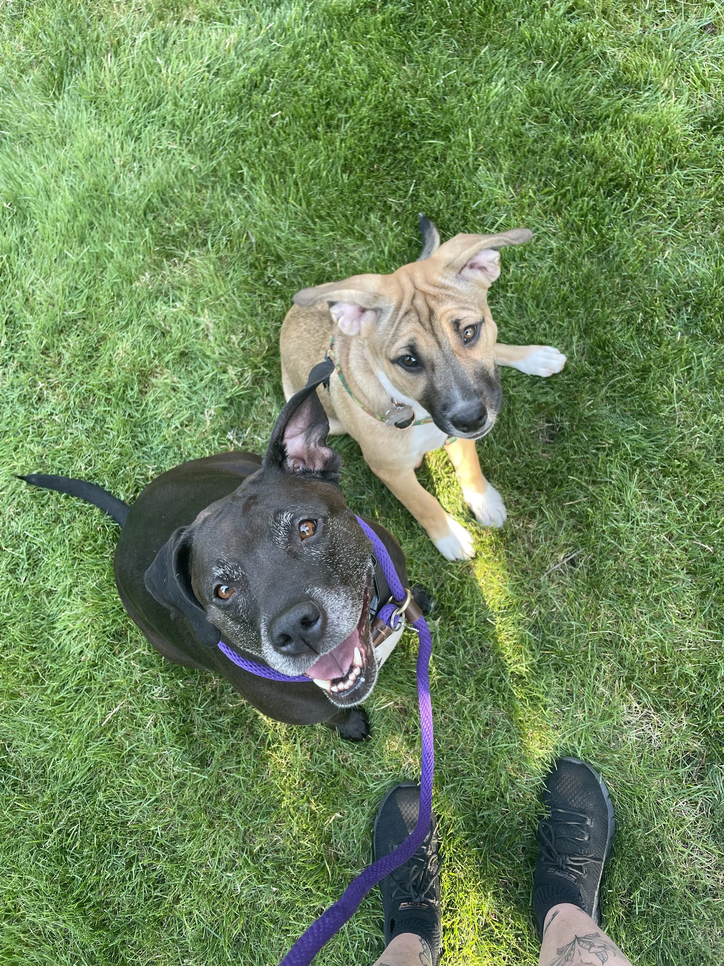 Two dogs with leashes on grass, photographed from a person's perspective wearing sneakers and shorts.
