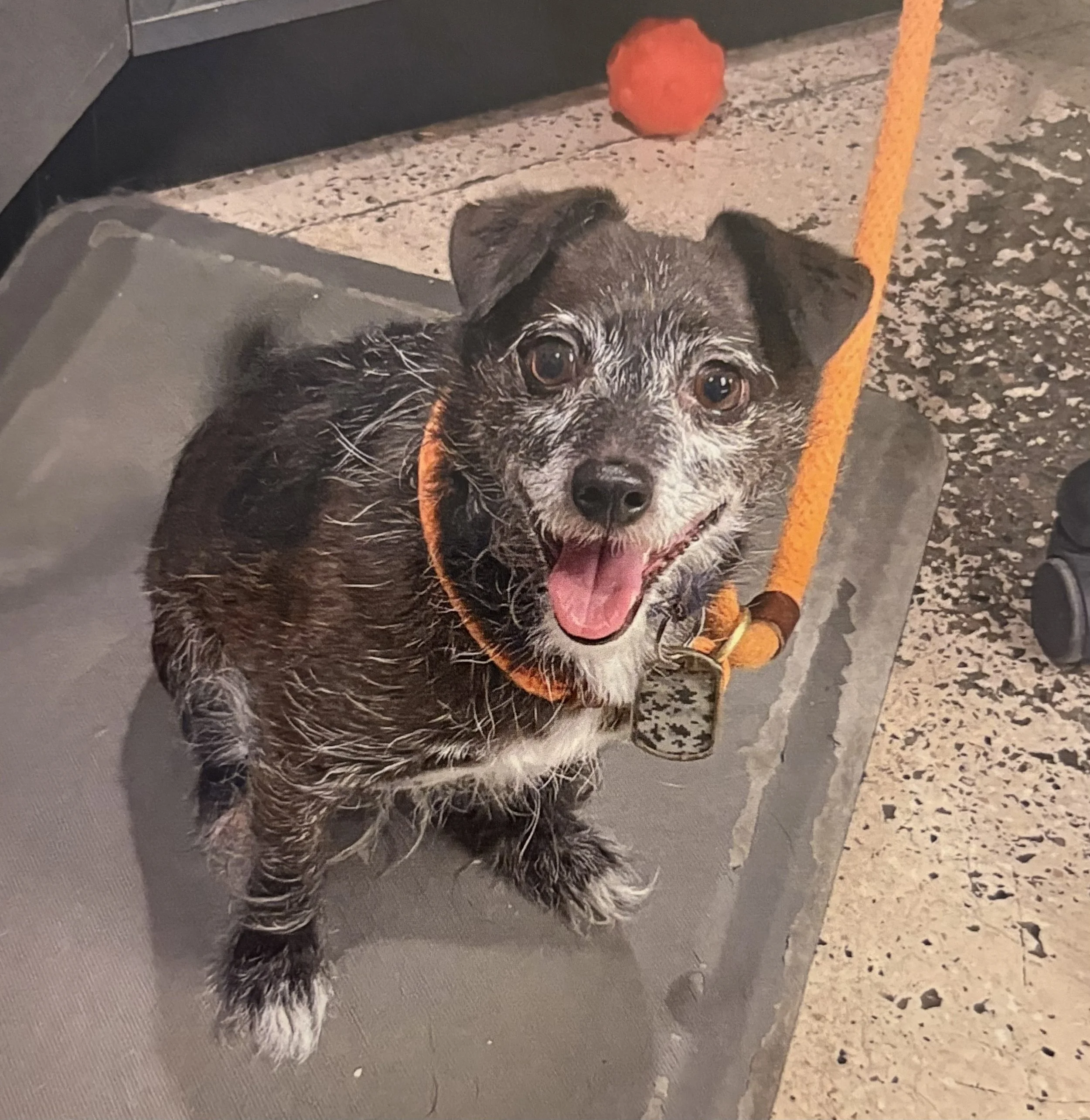 A black and white dog with an orange collar lying on a textured floor, looking at the camera with tongue out. There is an orange toy ball on the floor near its head.