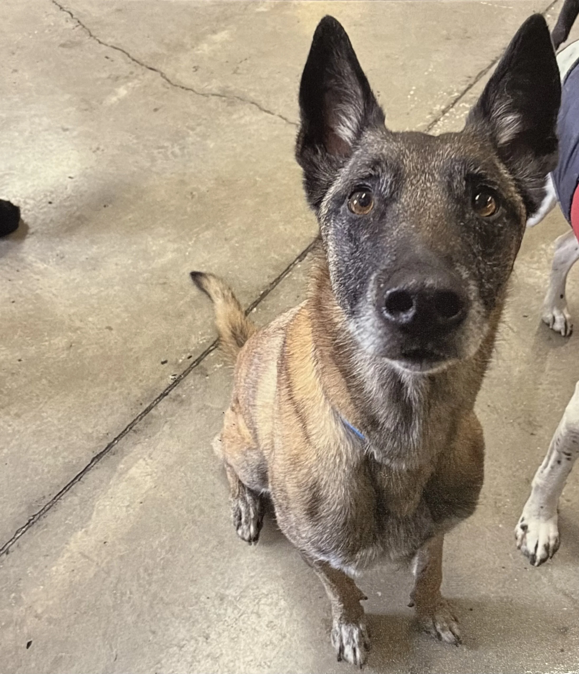 A dog with a brindle coat, standing on a concrete floor, looking up at the camera. The dog has large pointy ears, brown eyes, and a black nose.
