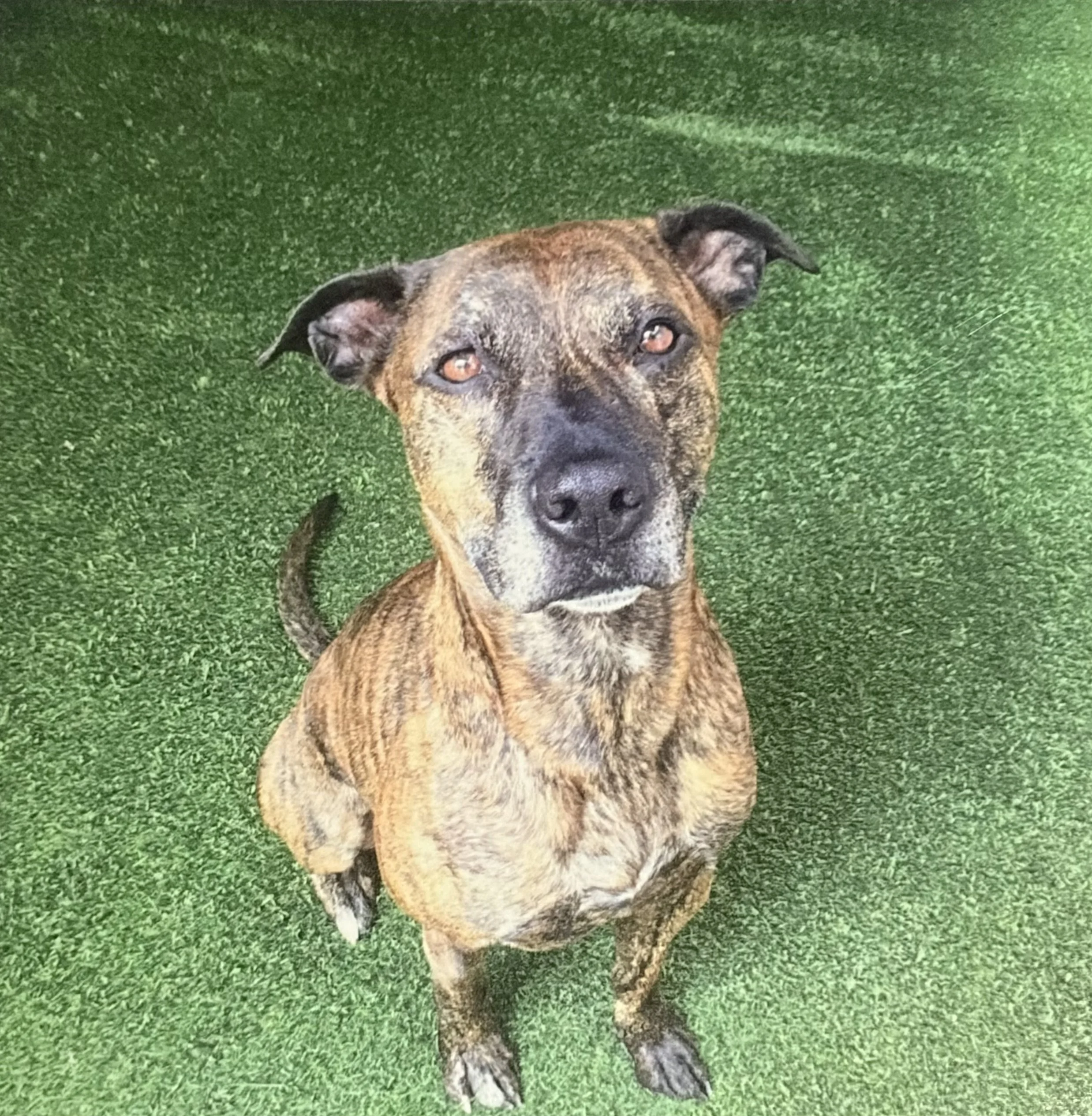 A brown brindle dog with expressive eyes is lying on green artificial grass, looking directly at the camera.
