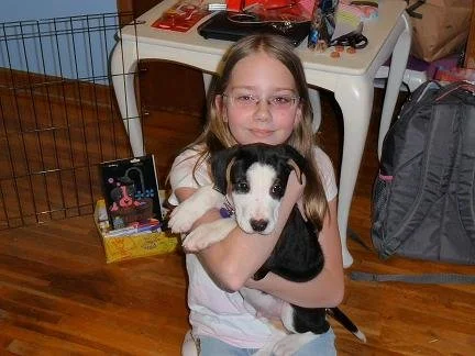 A girl holding a black and white puppy inside a room with a wooden floor, a white desk with items on it, a backpack, and a wire crate in the background.