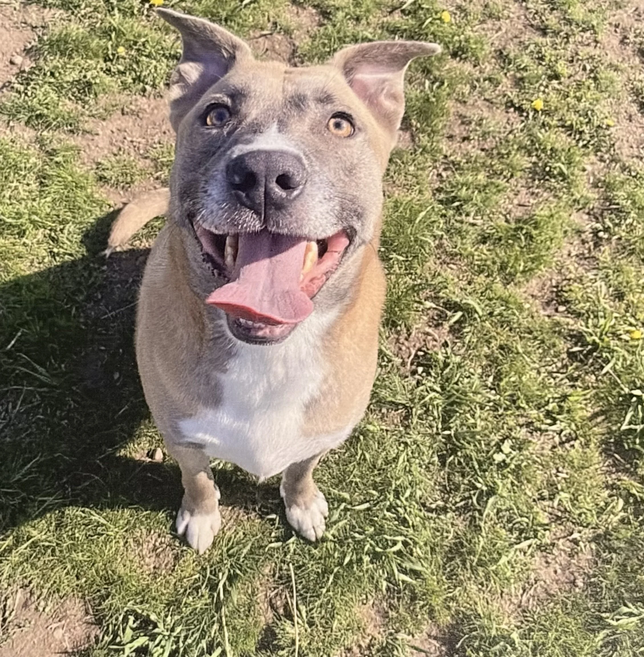 A happy dog with a tan coat, white markings on the face, and light brown eyes lying on grass with small yellow flowers.