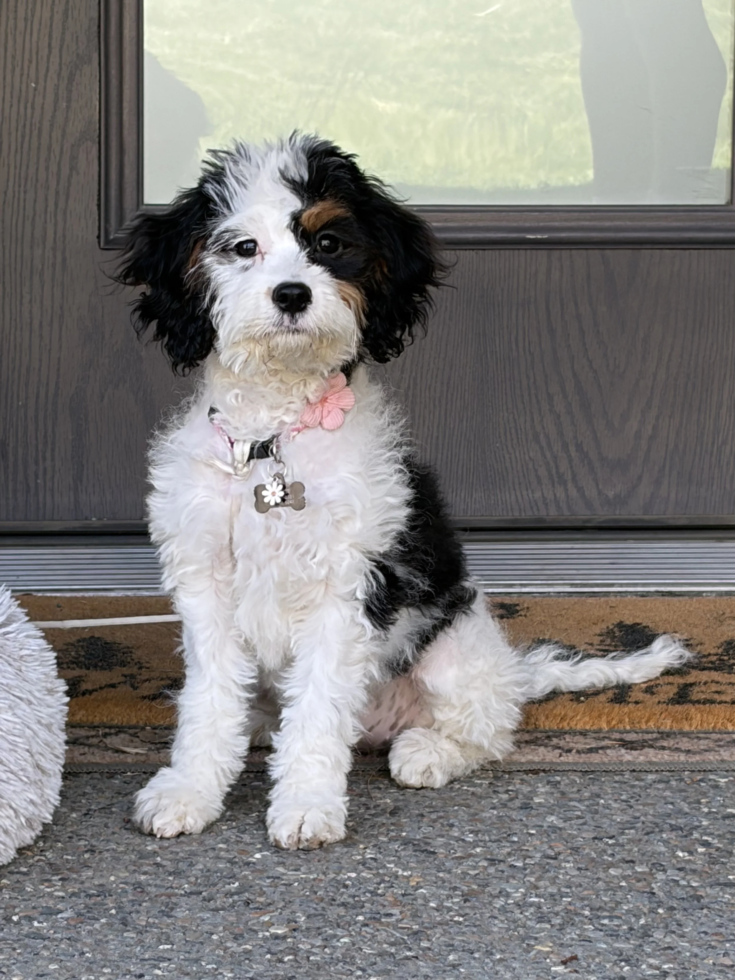 A cute black, white, and brown puppy with curly fur sitting in front of a door, wearing a pink collar with a flower charm.