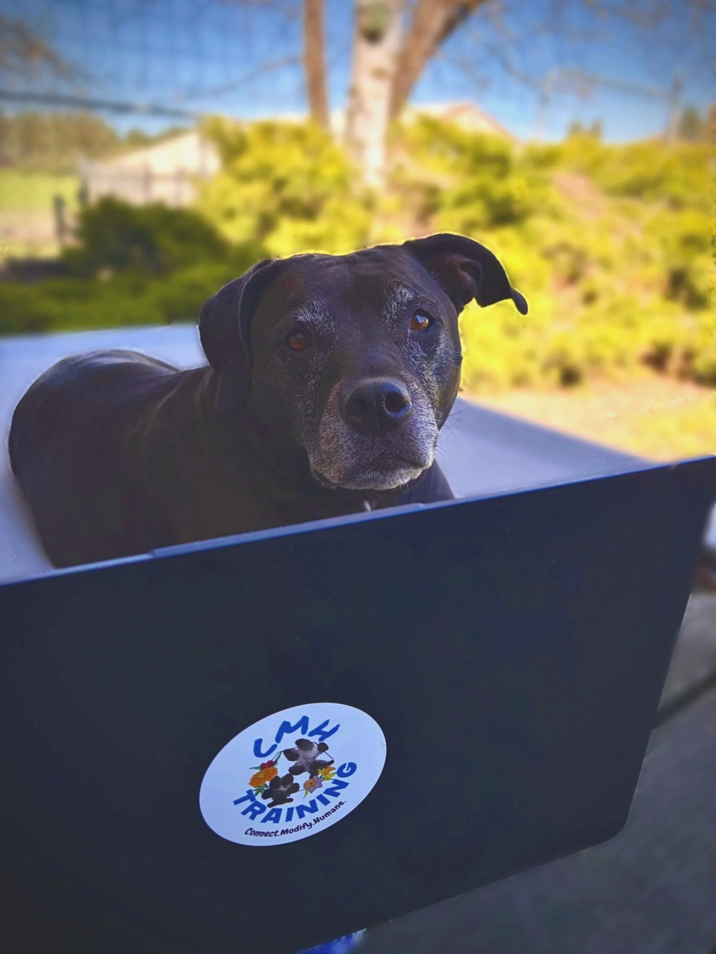 Close-up of a black dog with a white patch on its nose, lying on a surface outdoors with a background of green trees and a clear blue sky. Sticker on the surface reads 'TRAINING' and features a dog's paw print-surrounded by flowers.