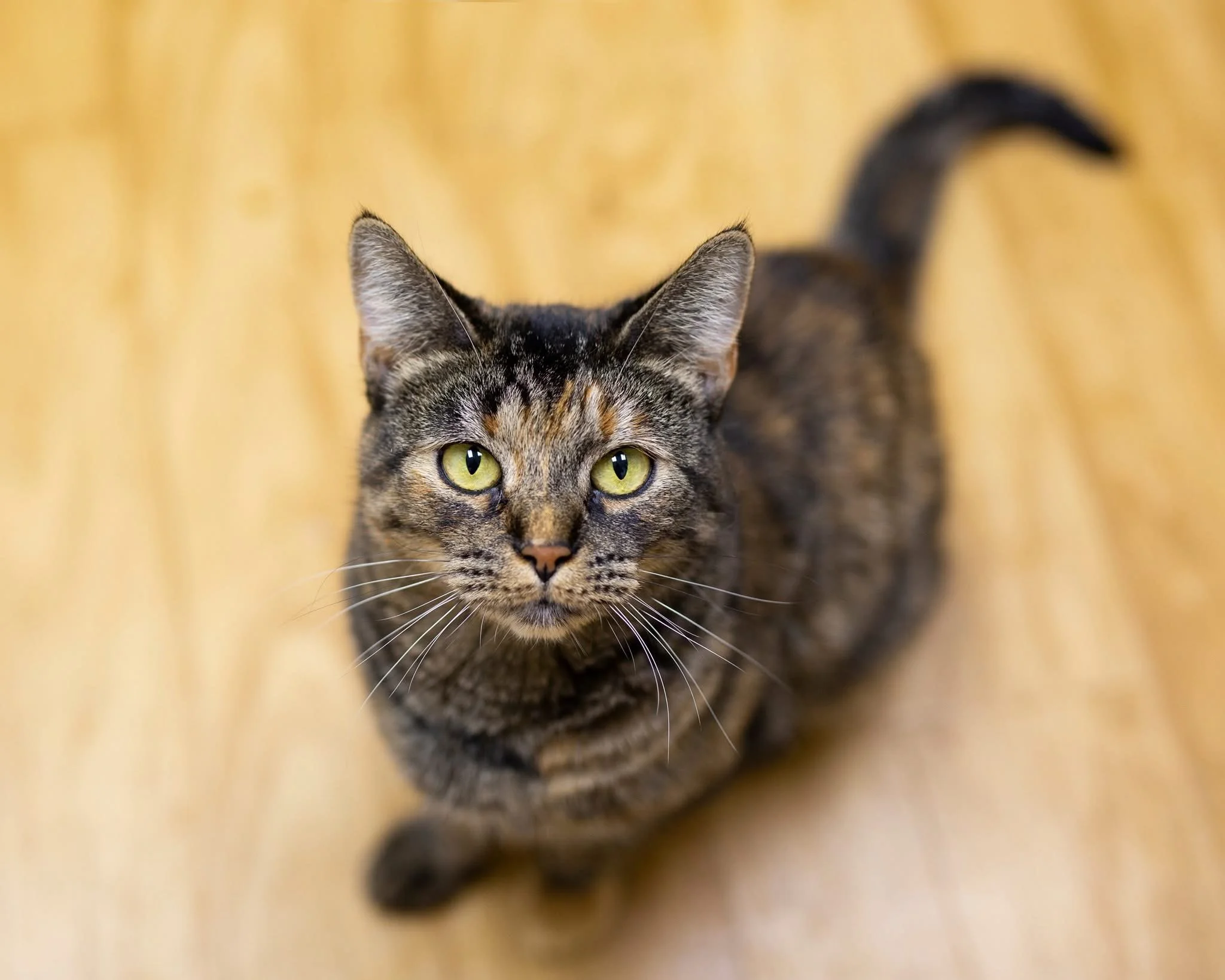 A close-up of a tabby cat with green eyes and distinctive striped fur, looking directly into the camera, on a light wooden background.
